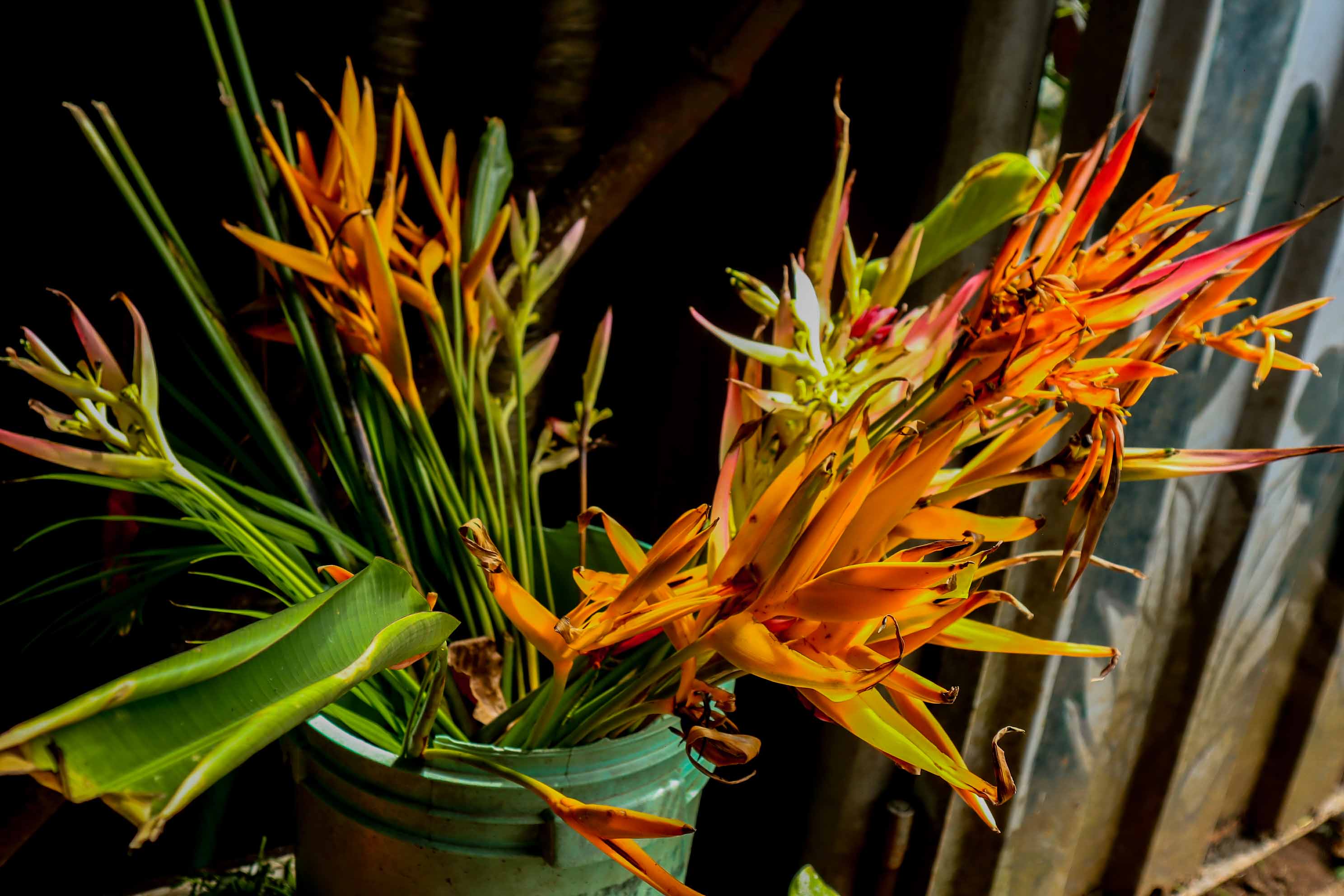 Fresh Cut Orange Heliconia Tropical Flowers
