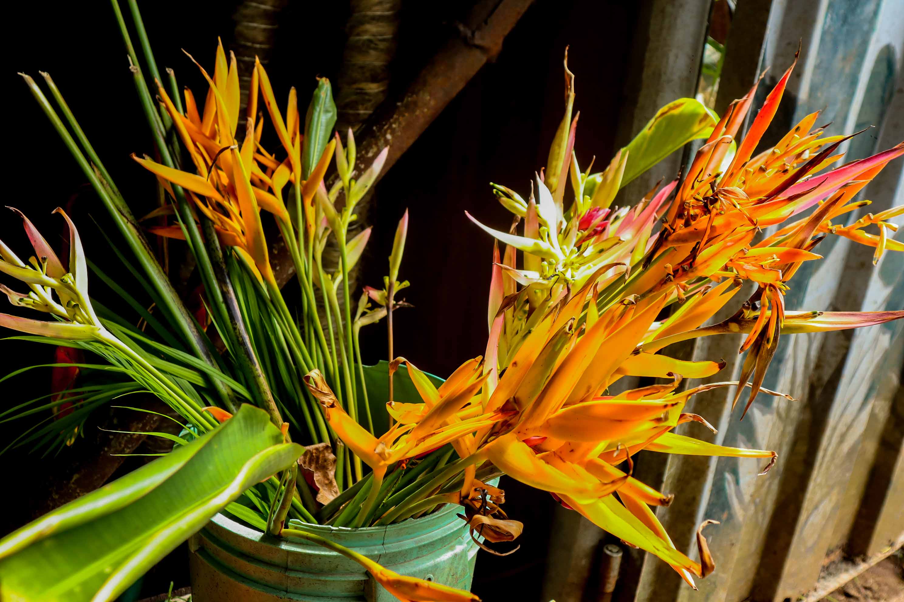Fresh Cut Orange Heliconia Tropical Flowers