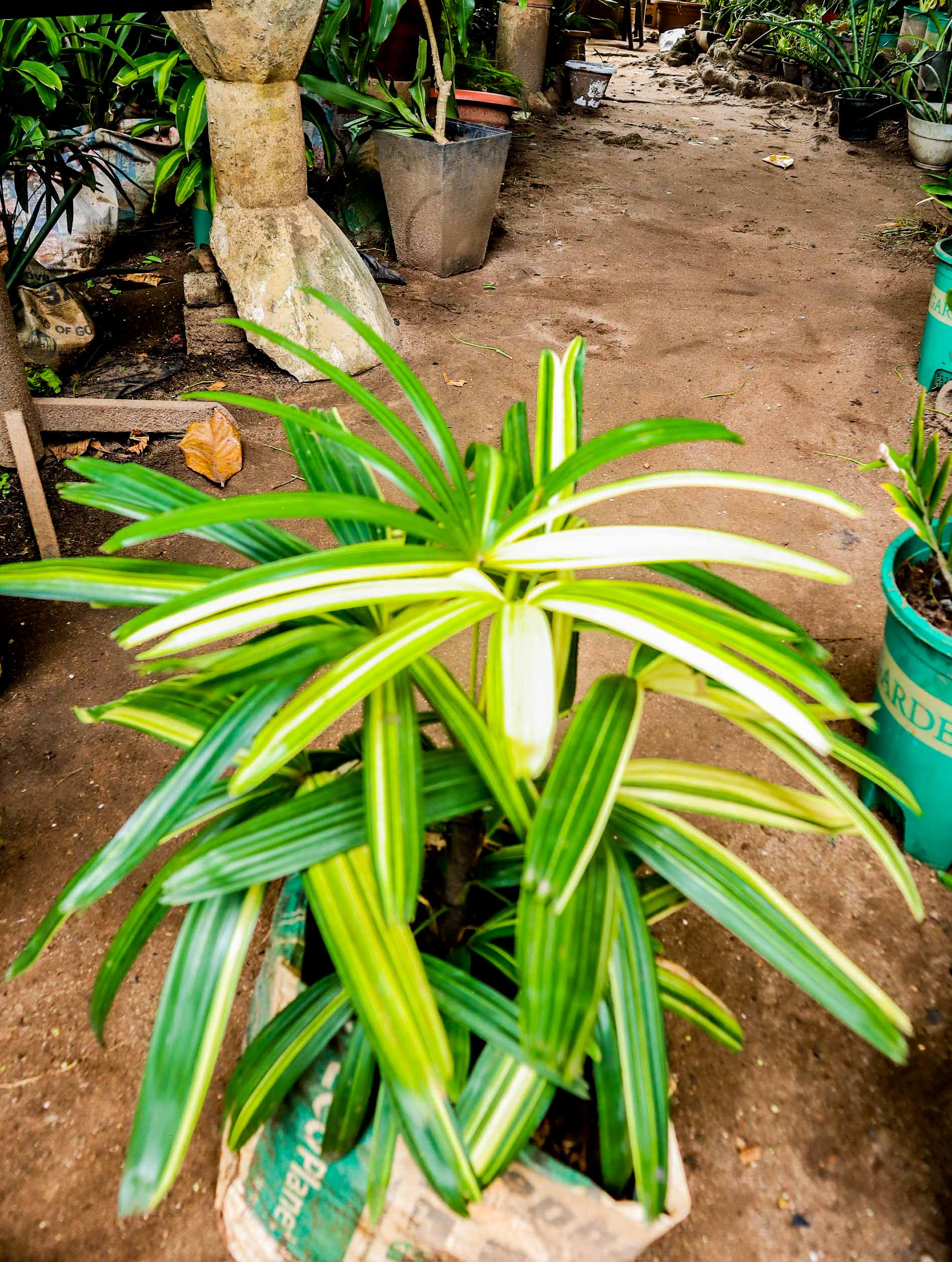 Variegated Lady Palm – Premium Indoor & Outdoor Palm Plant