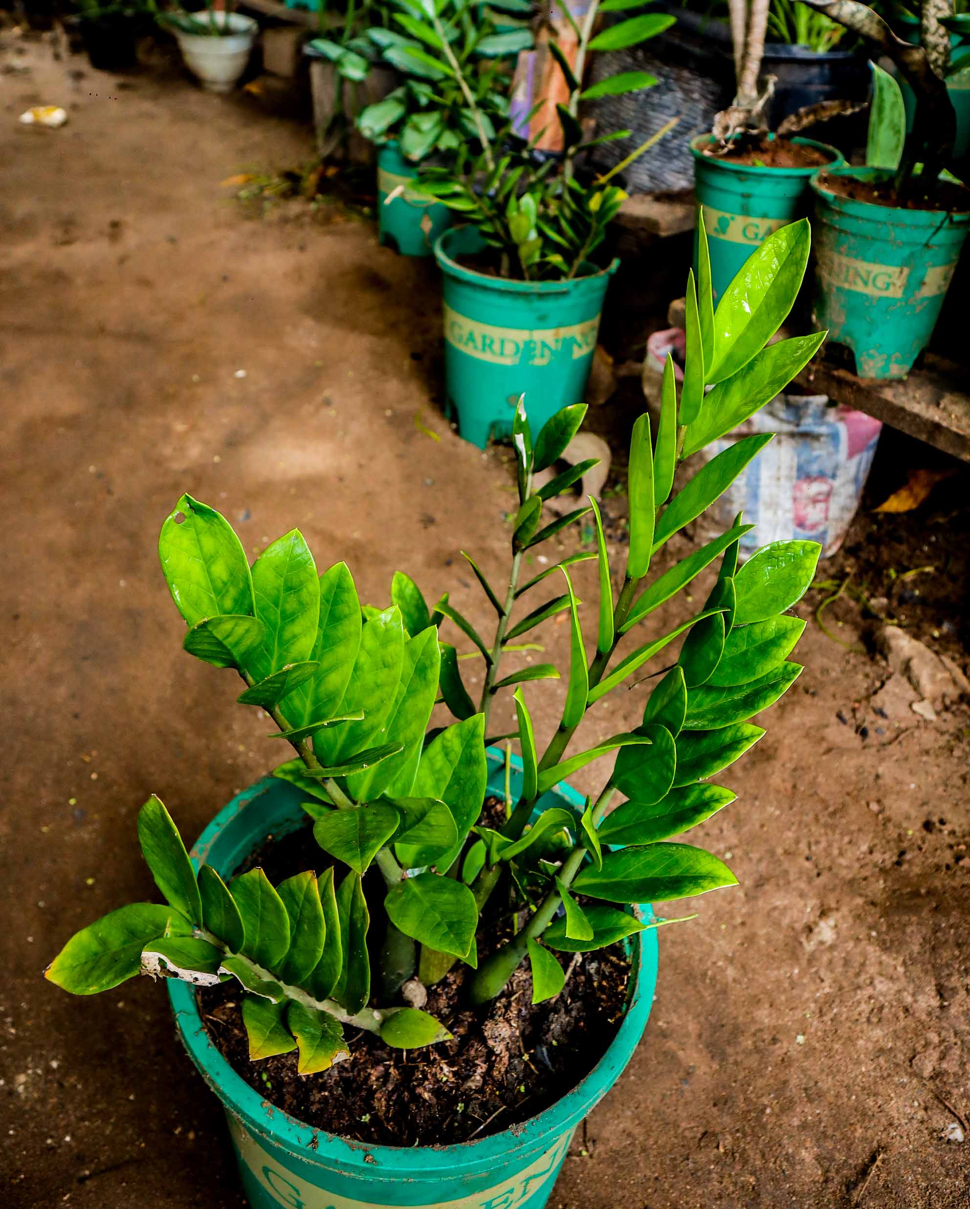 ZZ Plant – Low-Maintenance Indoor Plant