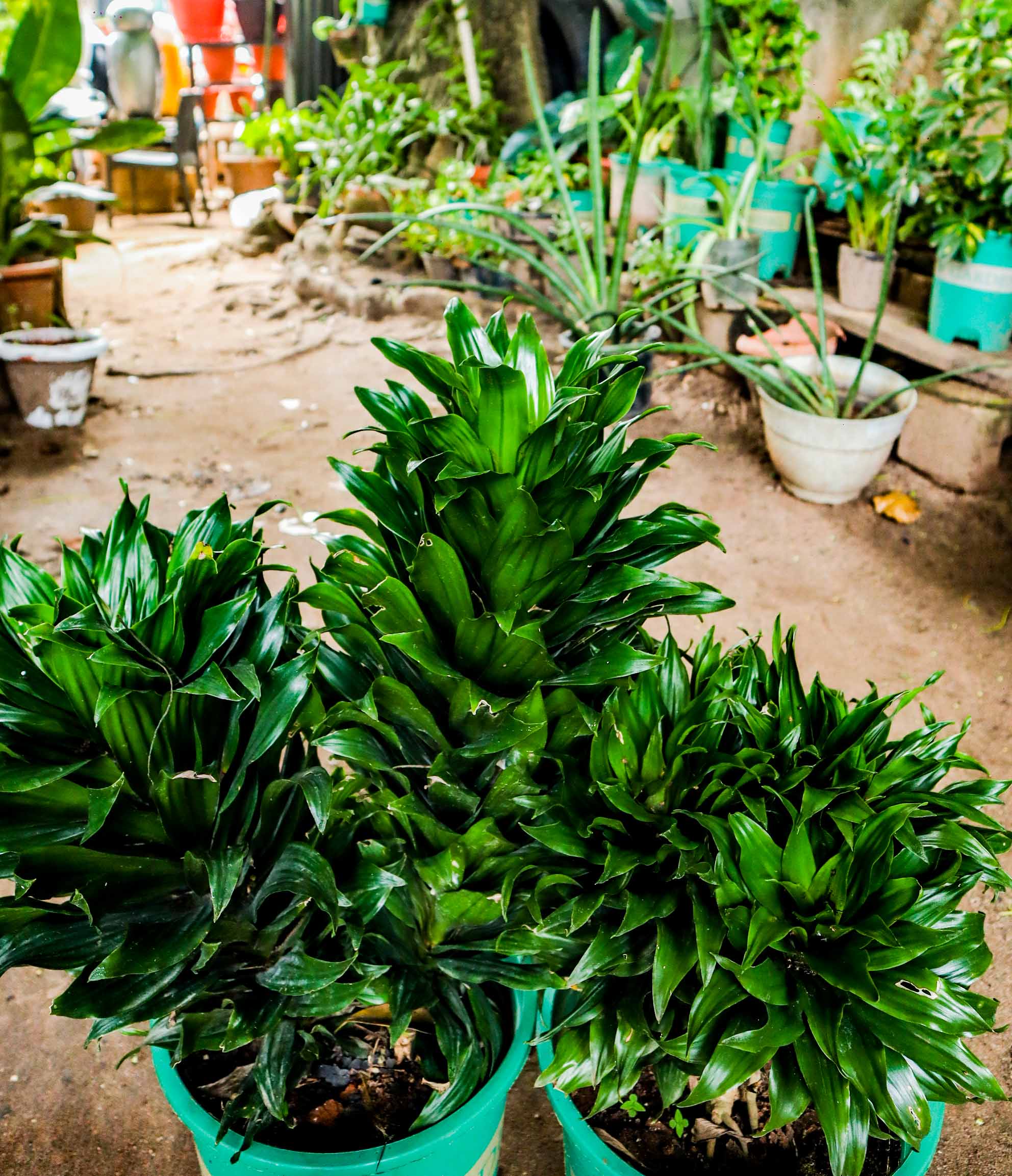 Dracaena Compacta – Compact Indoor Foliage Plant