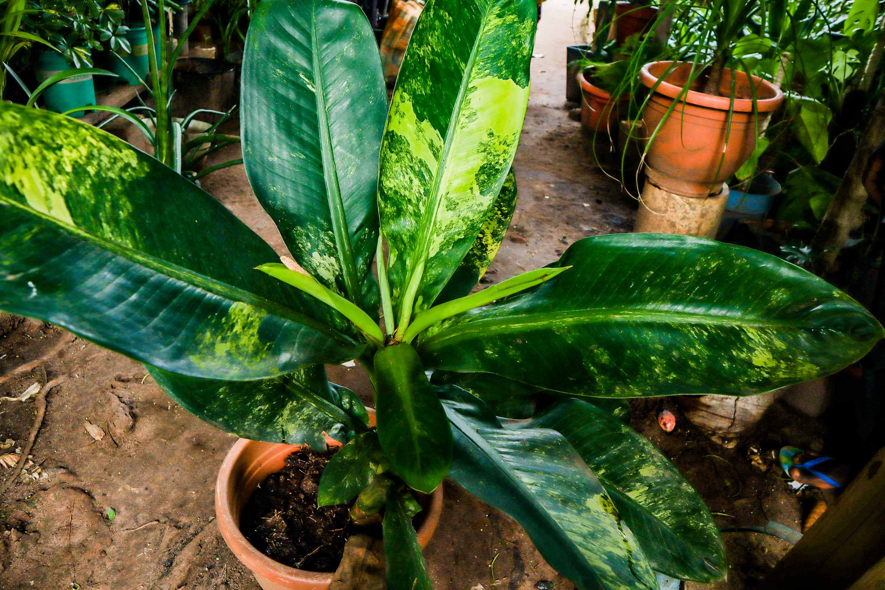 Variegated Bird of Paradise Plant – Premium Tropical Statement Plant