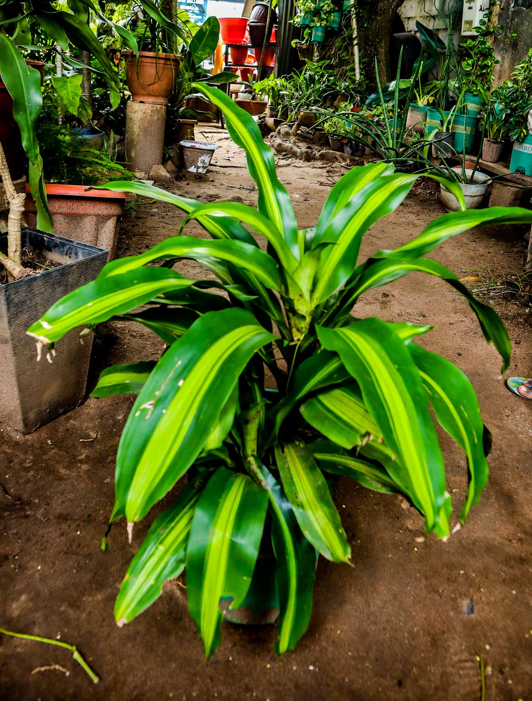 Dracaena Massangeana Corn Plant – Indoor Foliage Plant