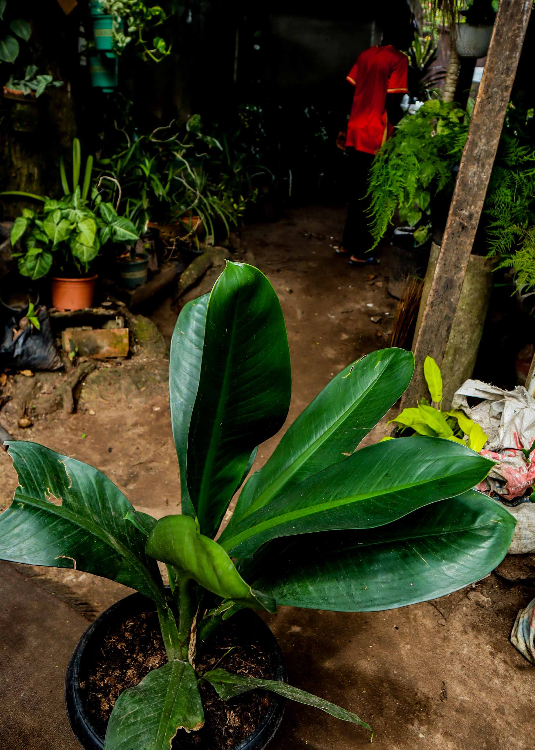 Bird of Paradise Plant – Giant Tropical Indoor & Outdoor Plant