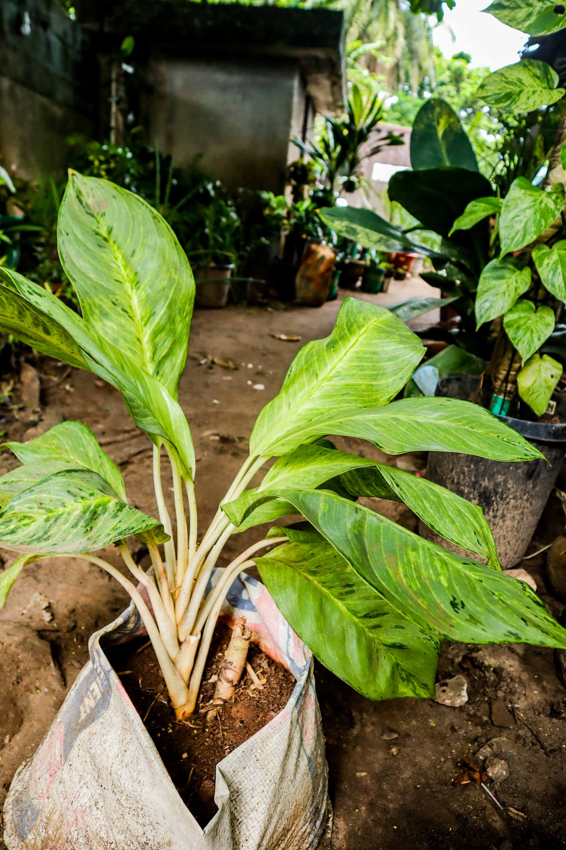 Dieffenbachia Dumb Cane Plant – Variegated Indoor Foliage Plant