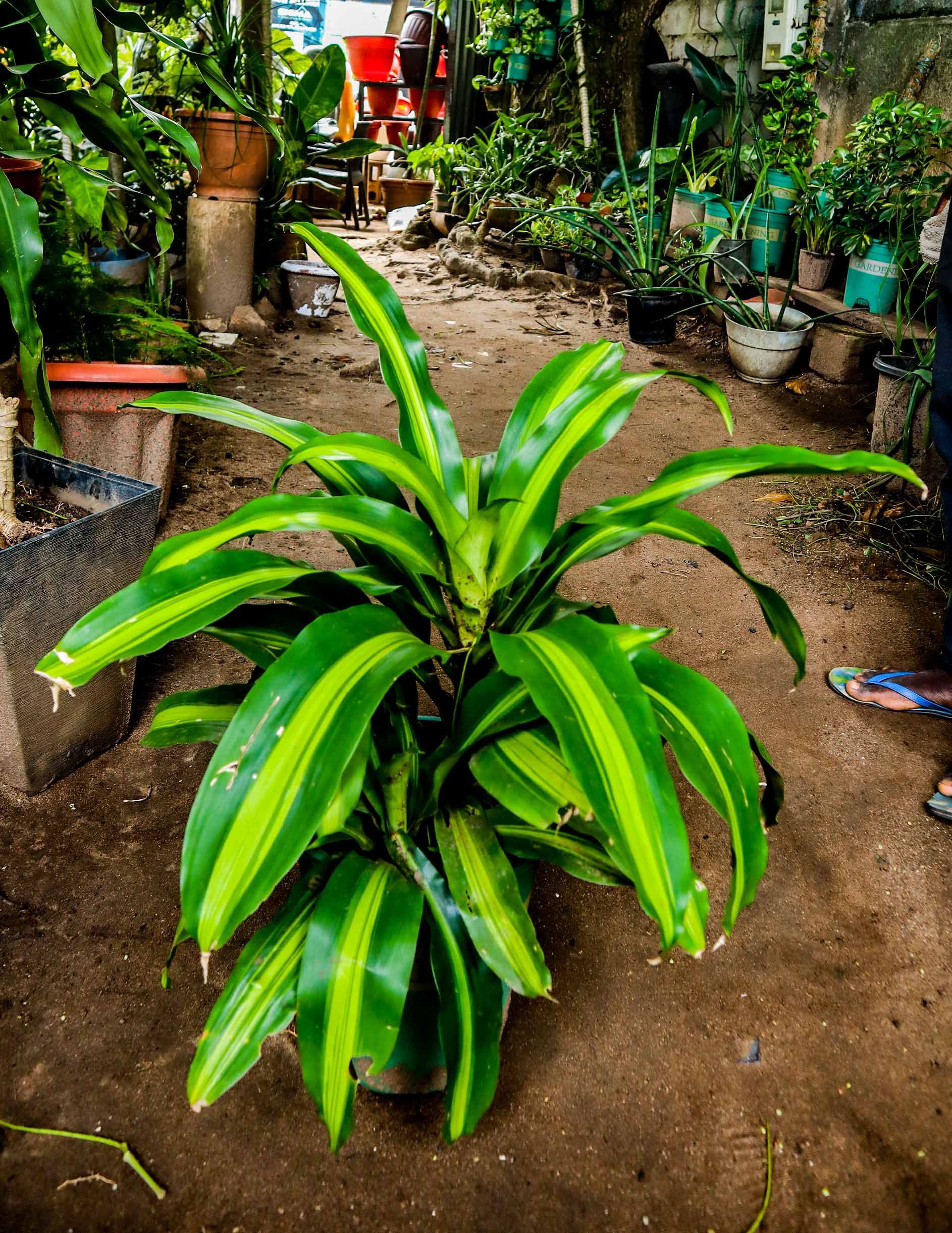 Dracaena Massangeana Corn Plant – Indoor Foliage Plant