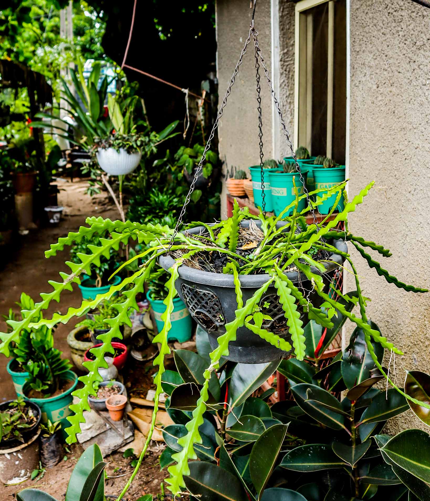 Fishbone Cactus – Hanging Zig Zag Cactus Plant