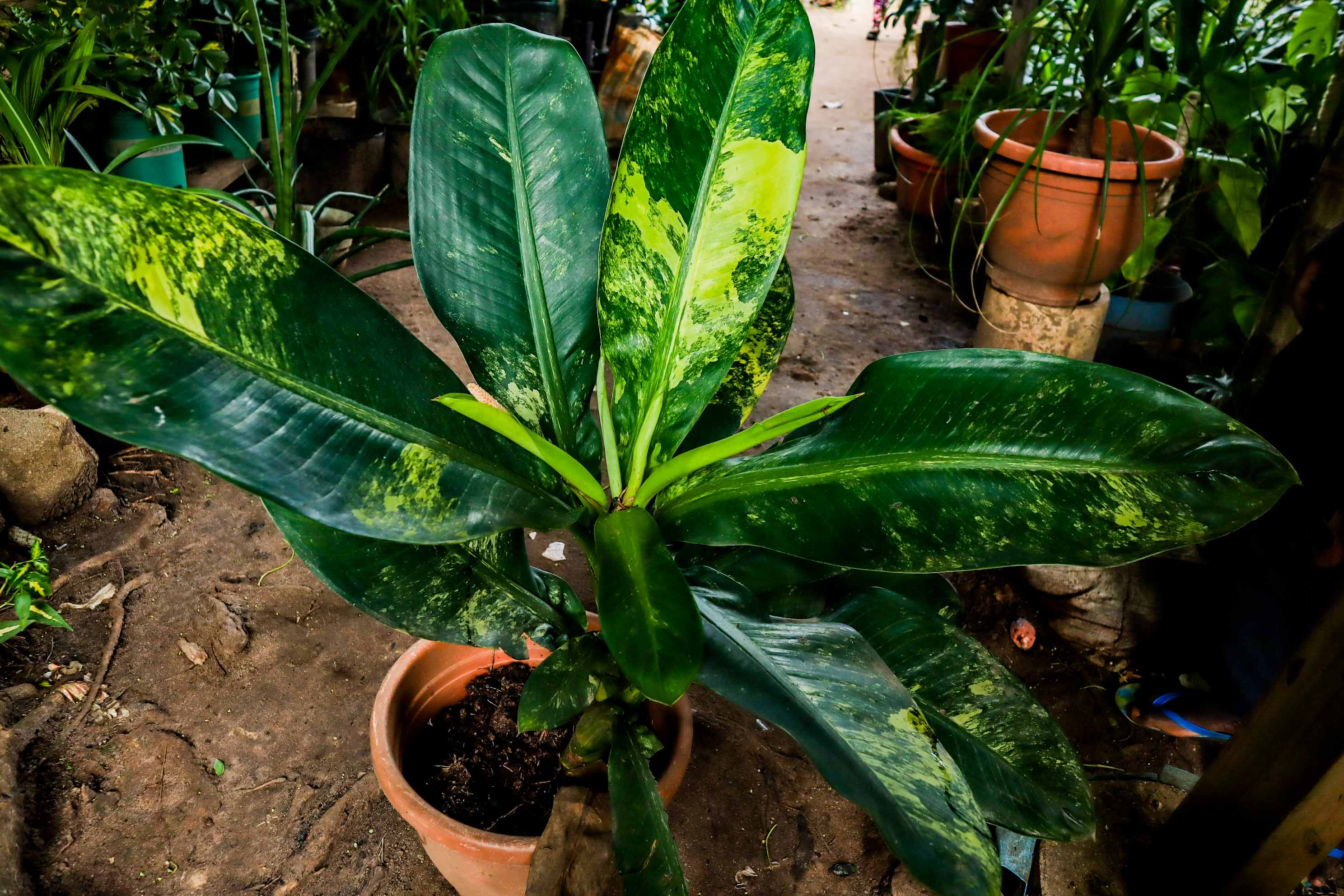 Variegated Bird of Paradise Plant – Premium Tropical Statement Plant