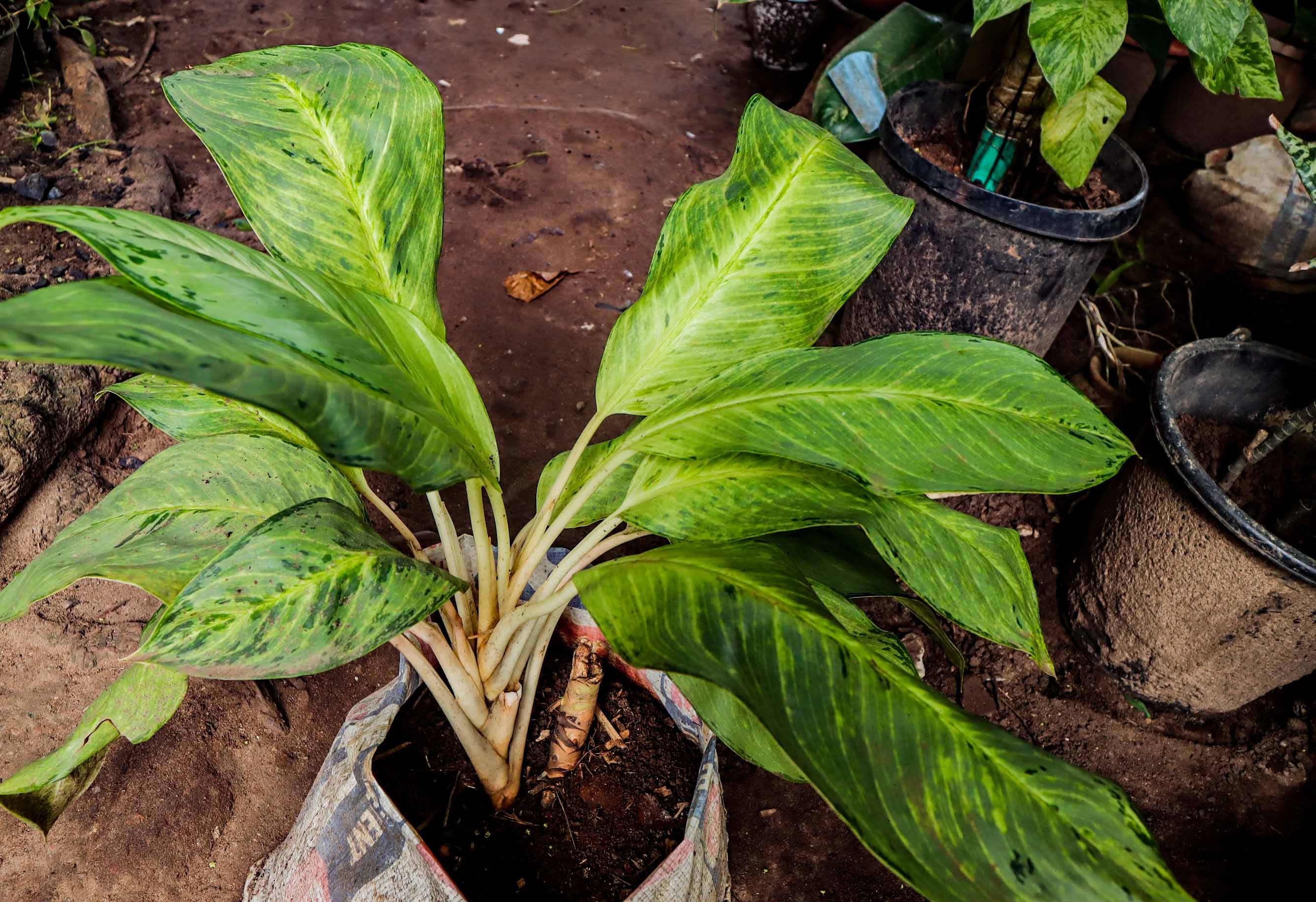Dieffenbachia Dumb Cane Plant – Variegated Indoor Foliage Plant
