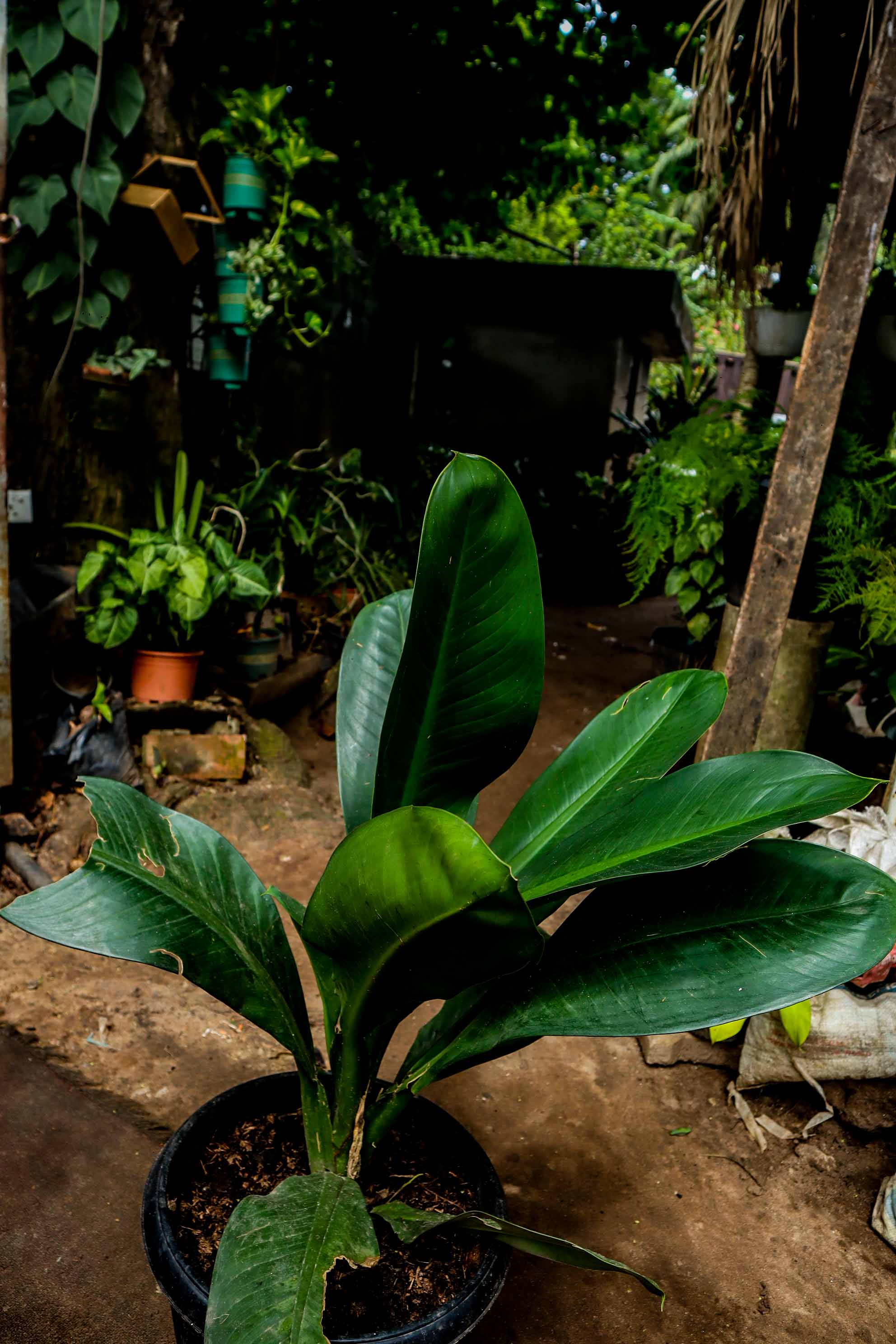 Bird of Paradise Plant – Giant Tropical Indoor & Outdoor Plant