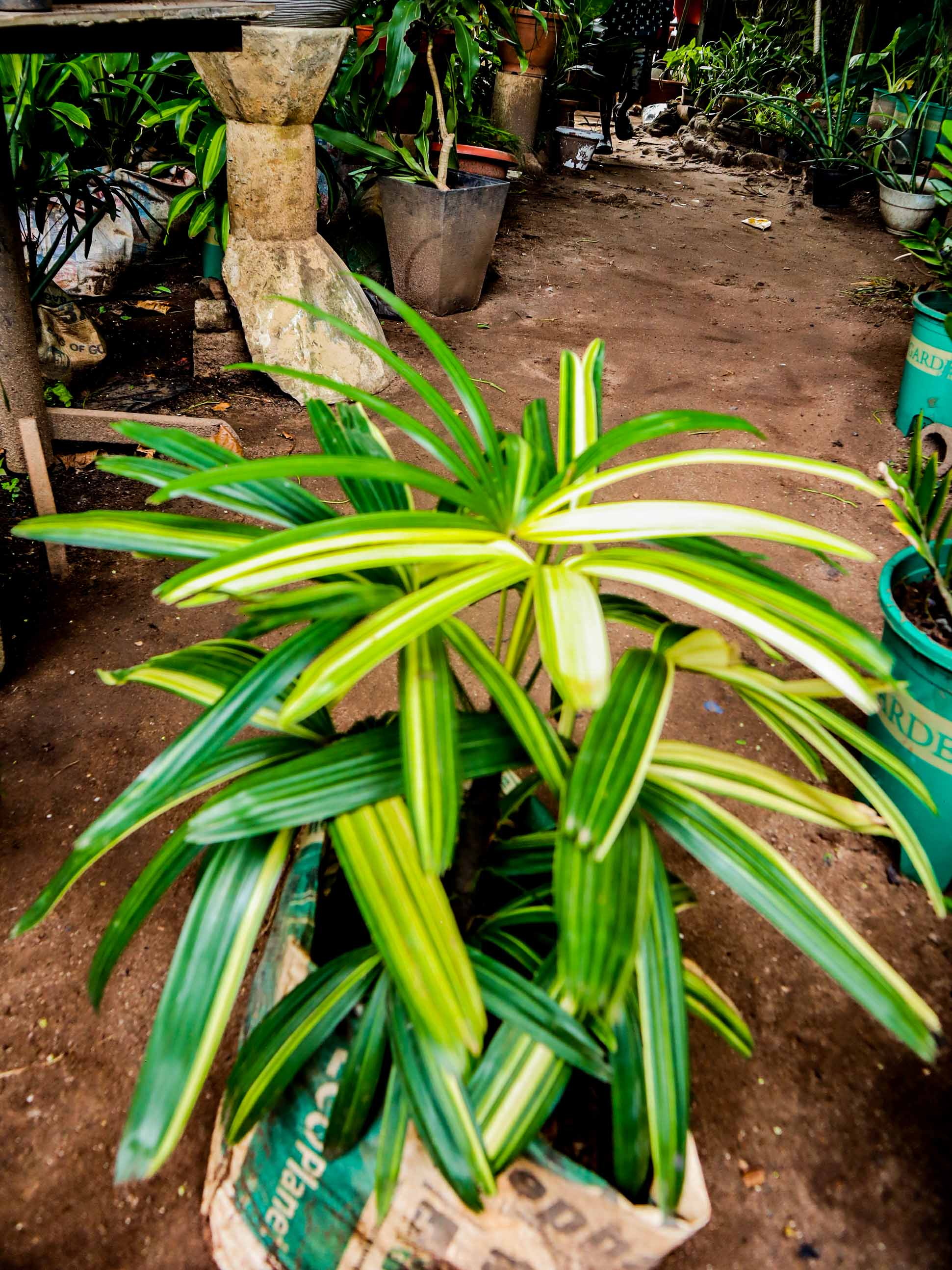 Variegated Lady Palm – Premium Indoor & Outdoor Palm Plant