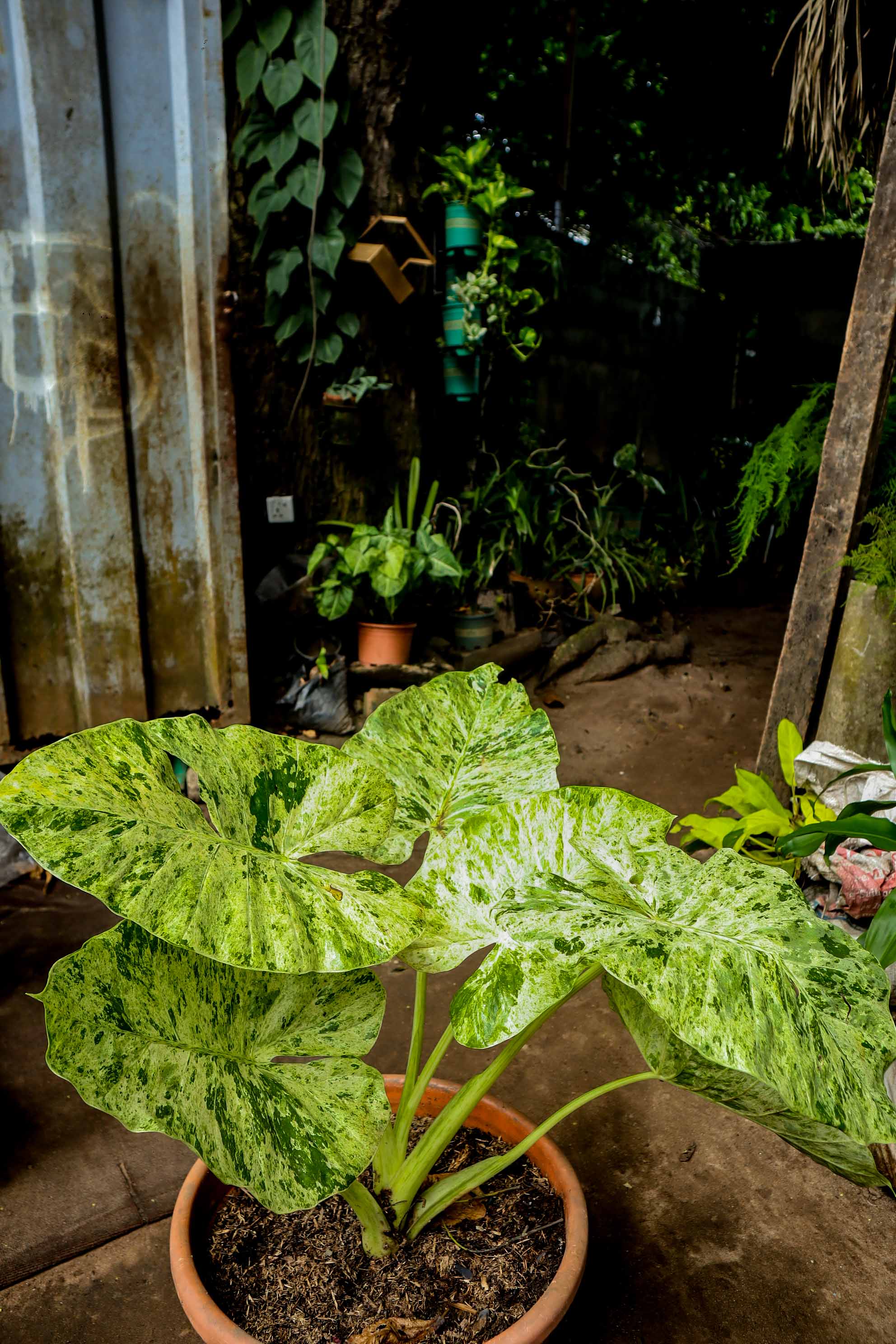 Variegated Elephant Ear Plant – Colocasia Mojito