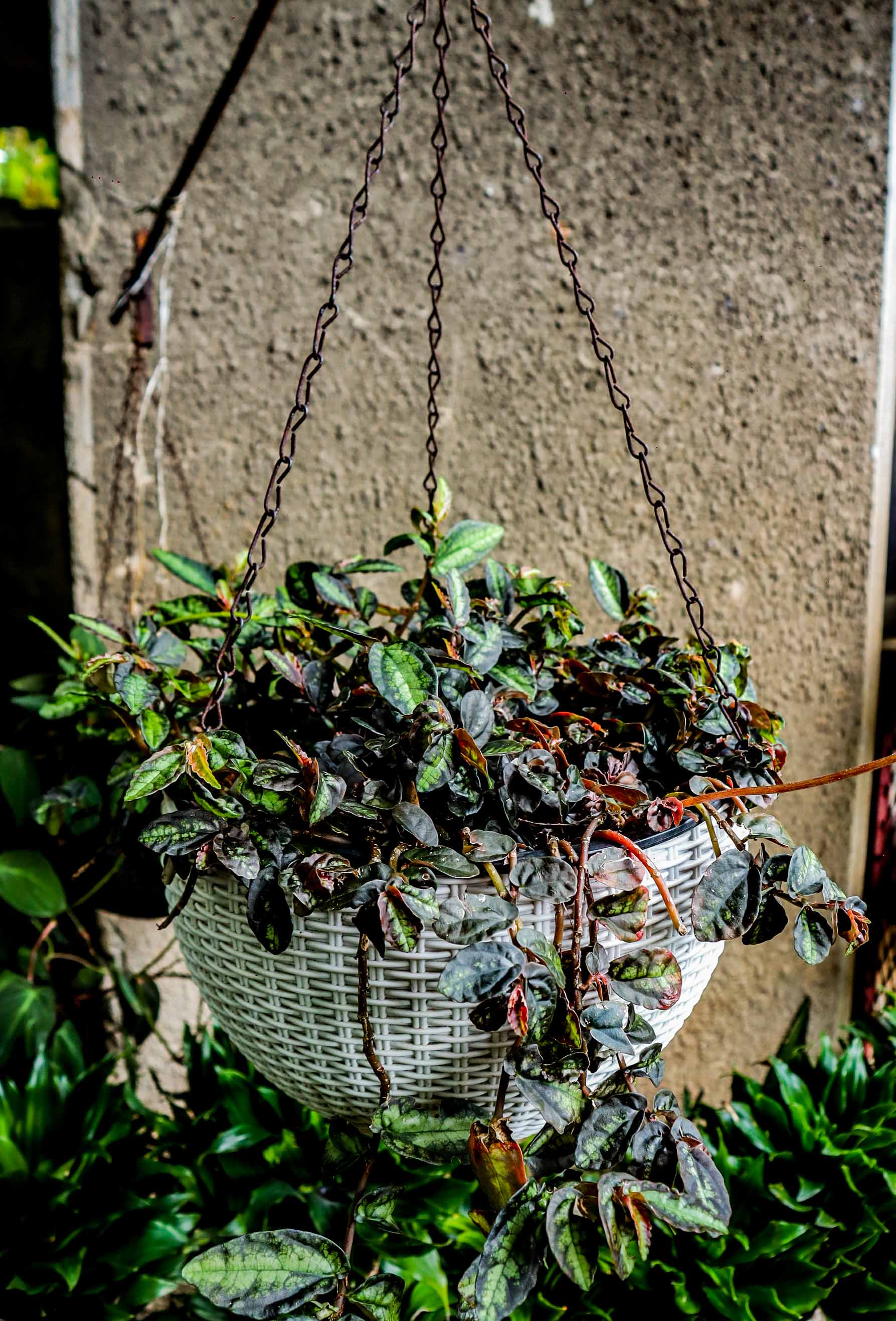 Trailing Watermelon Begonia – Pellionia Hanging Plant