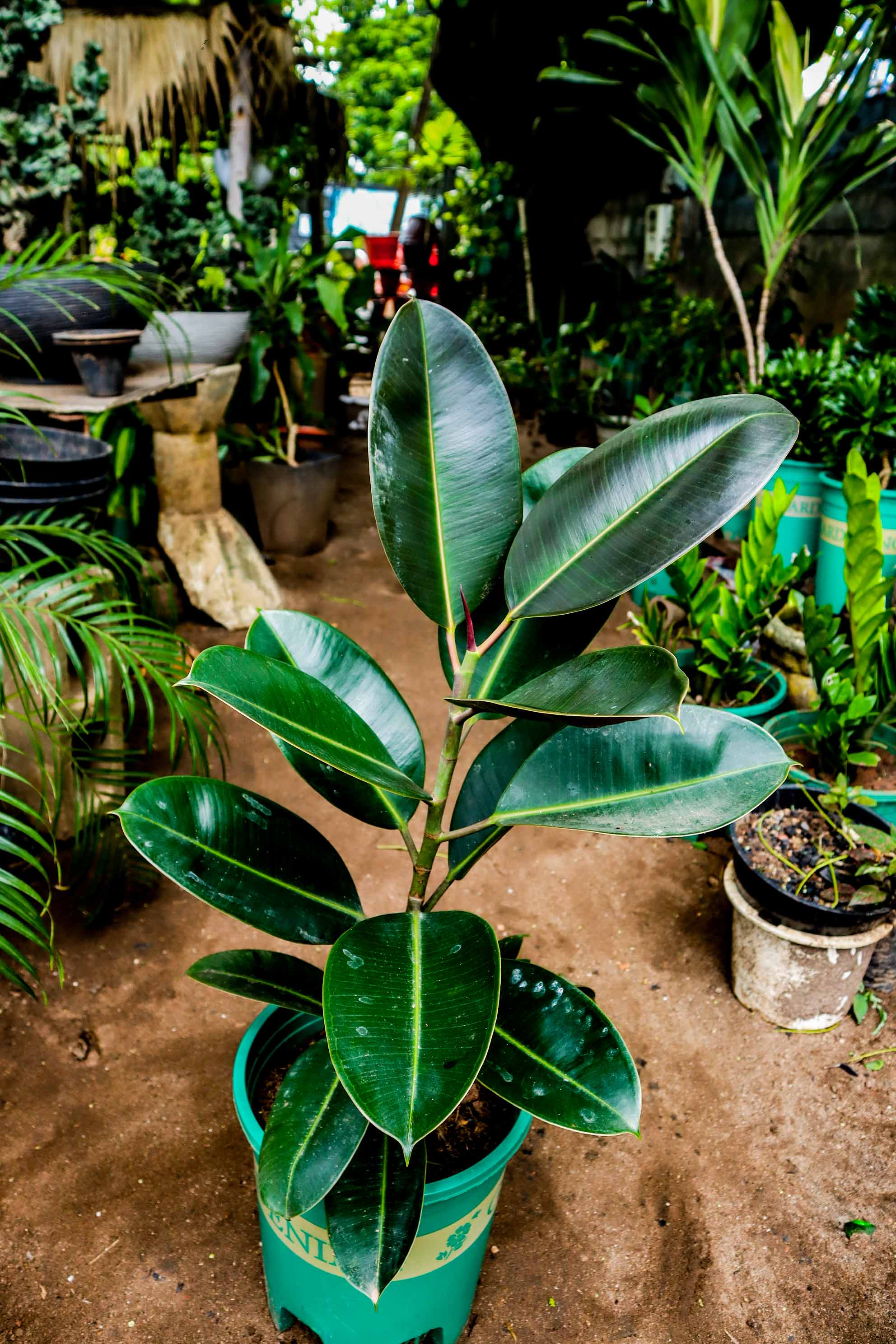 Rubber Plant – Ficus Elastica Indoor Plant