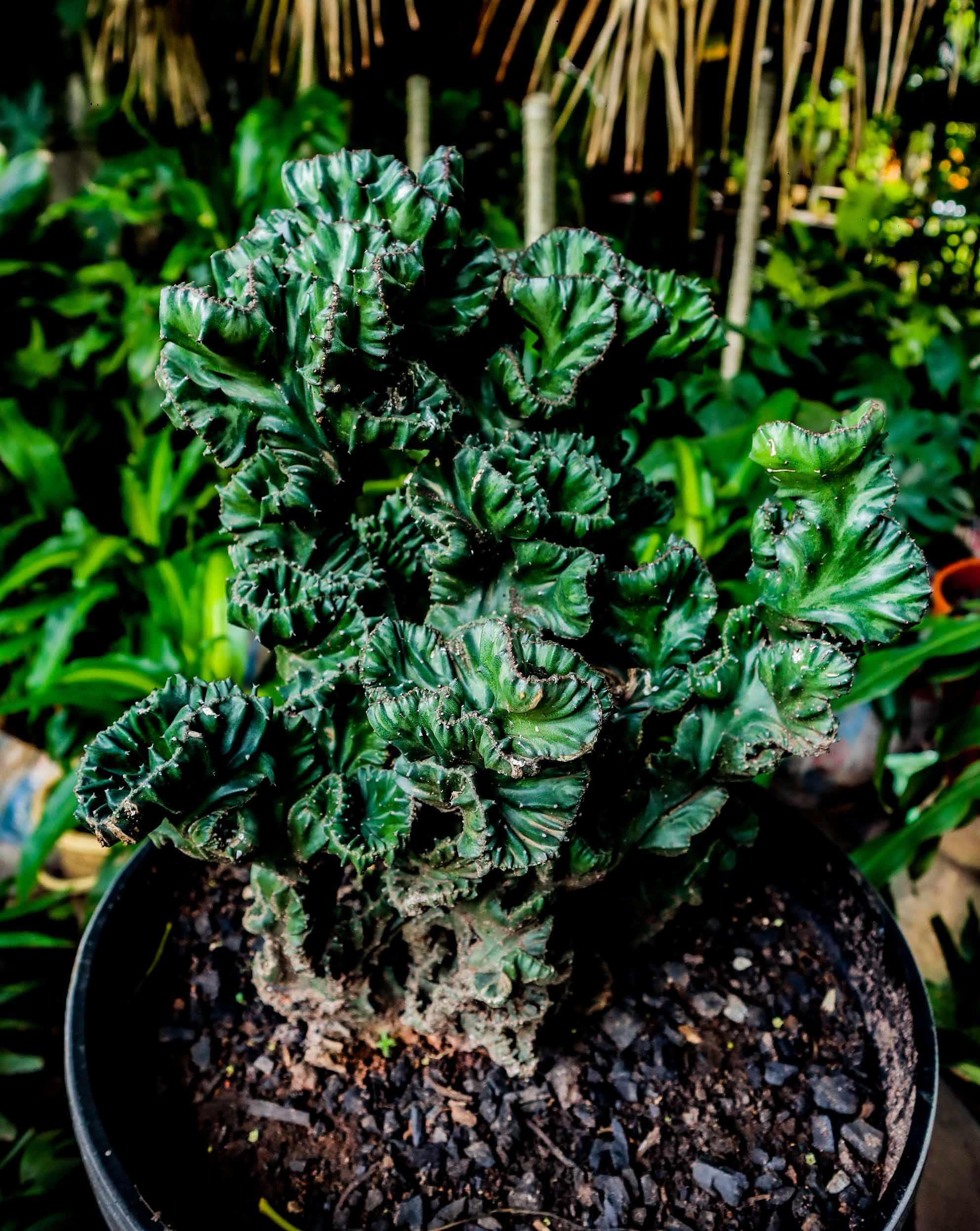 Crested Euphorbia Coral Cactus – Rare Succulent Plant