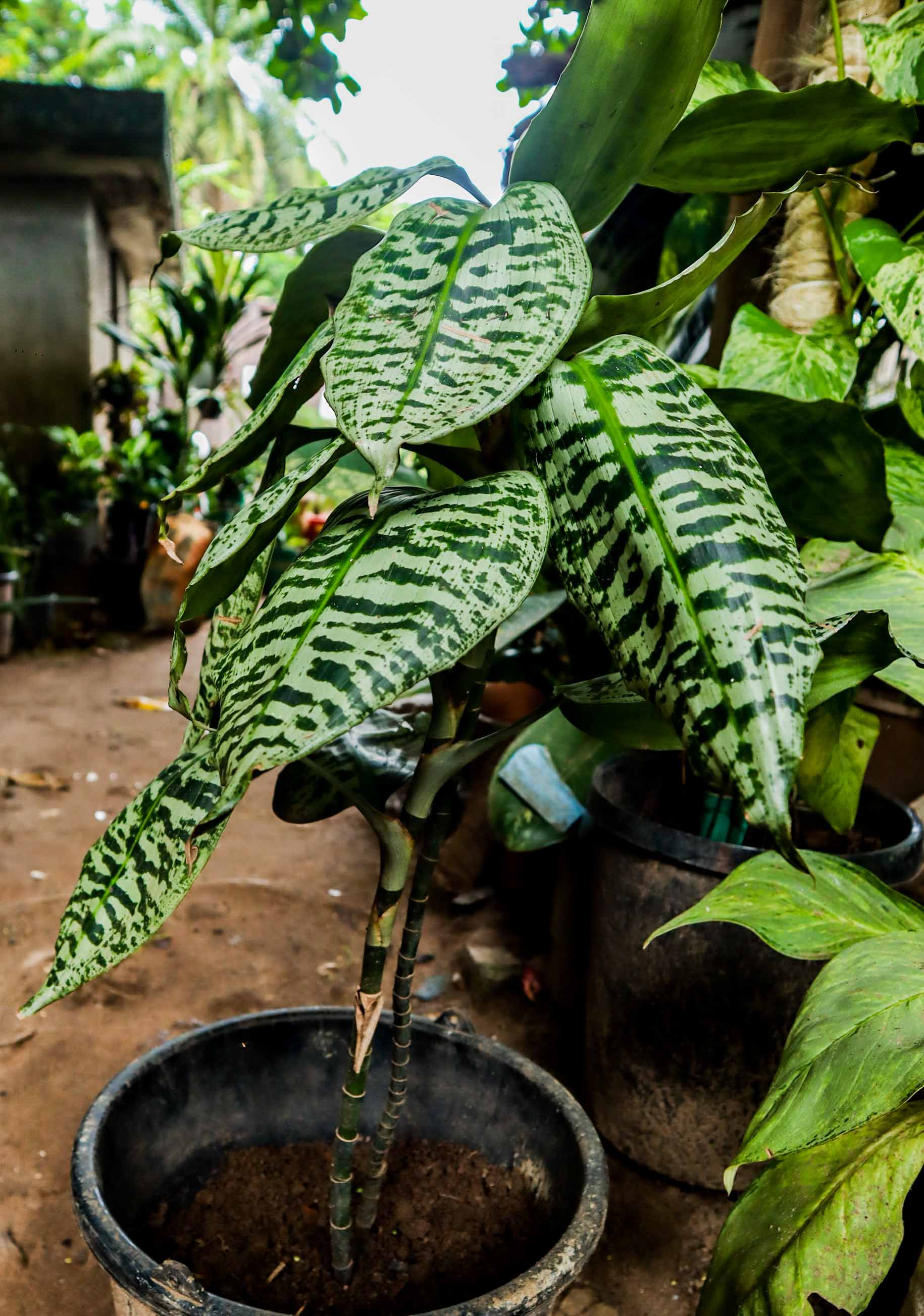 Aglaonema Pictum Tricolor – Camouflage Chinese Evergreen Plant