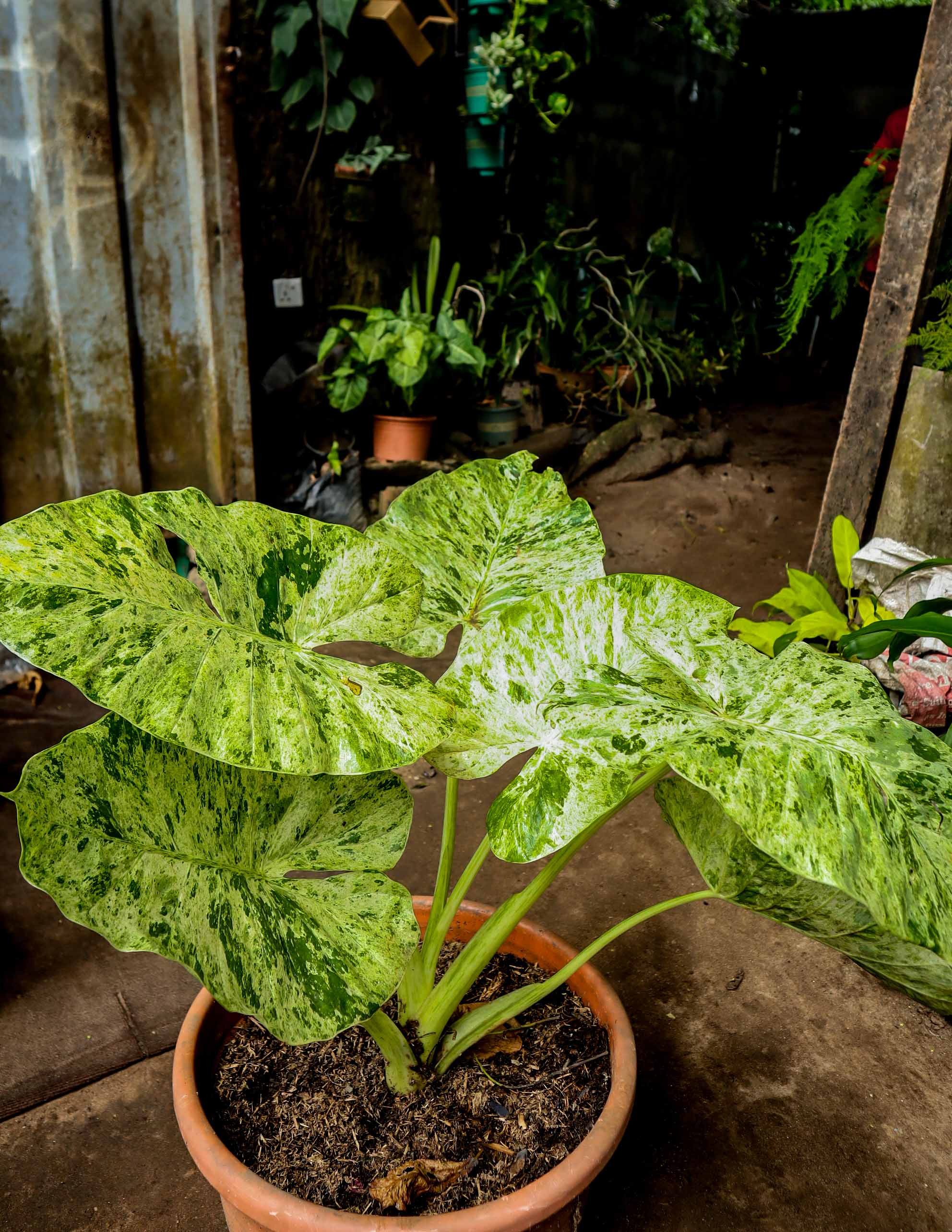 Variegated Elephant Ear Plant – Colocasia Mojito