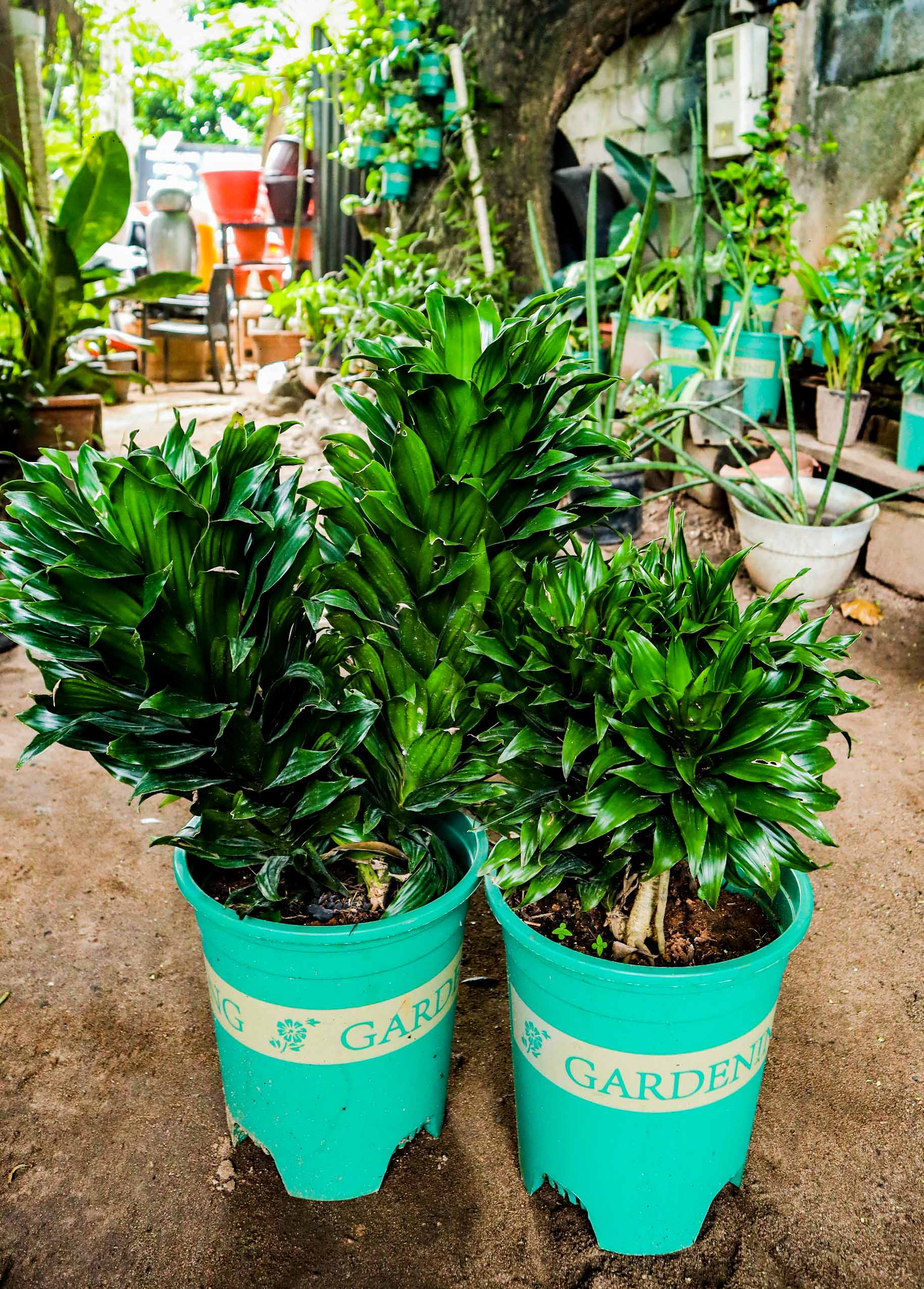 Dracaena Compacta – Compact Indoor Foliage Plant