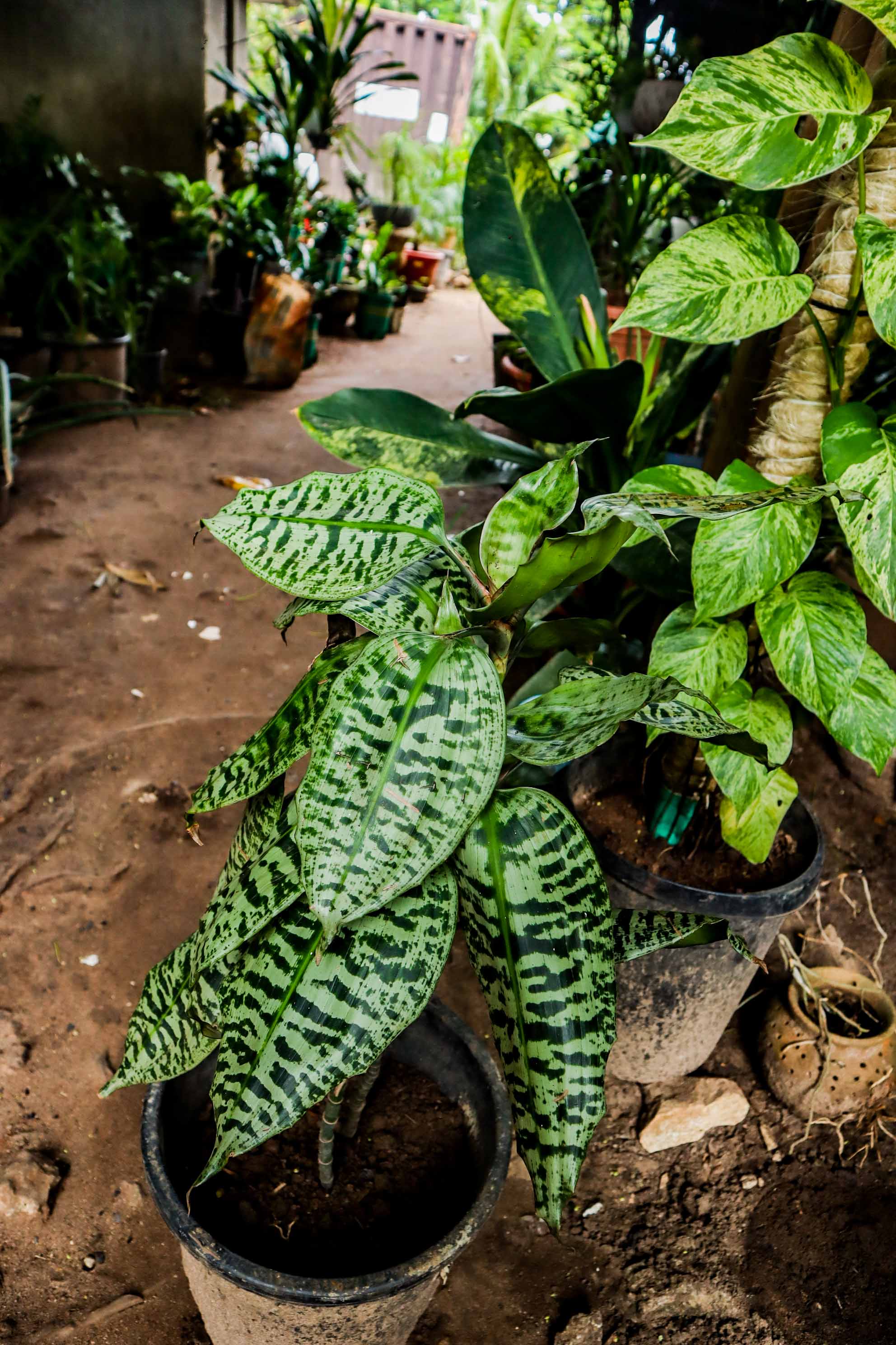 Aglaonema Pictum Tricolor – Camouflage Chinese Evergreen Plant