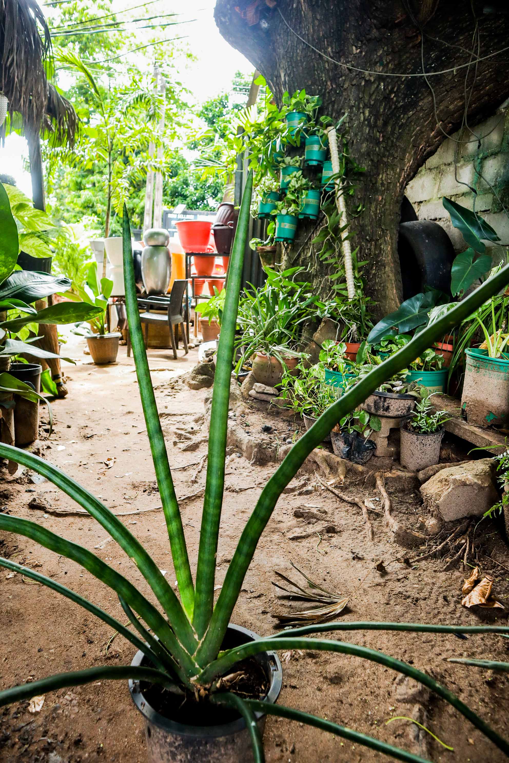 African Spear Plant – Cylindrical Snake Plant