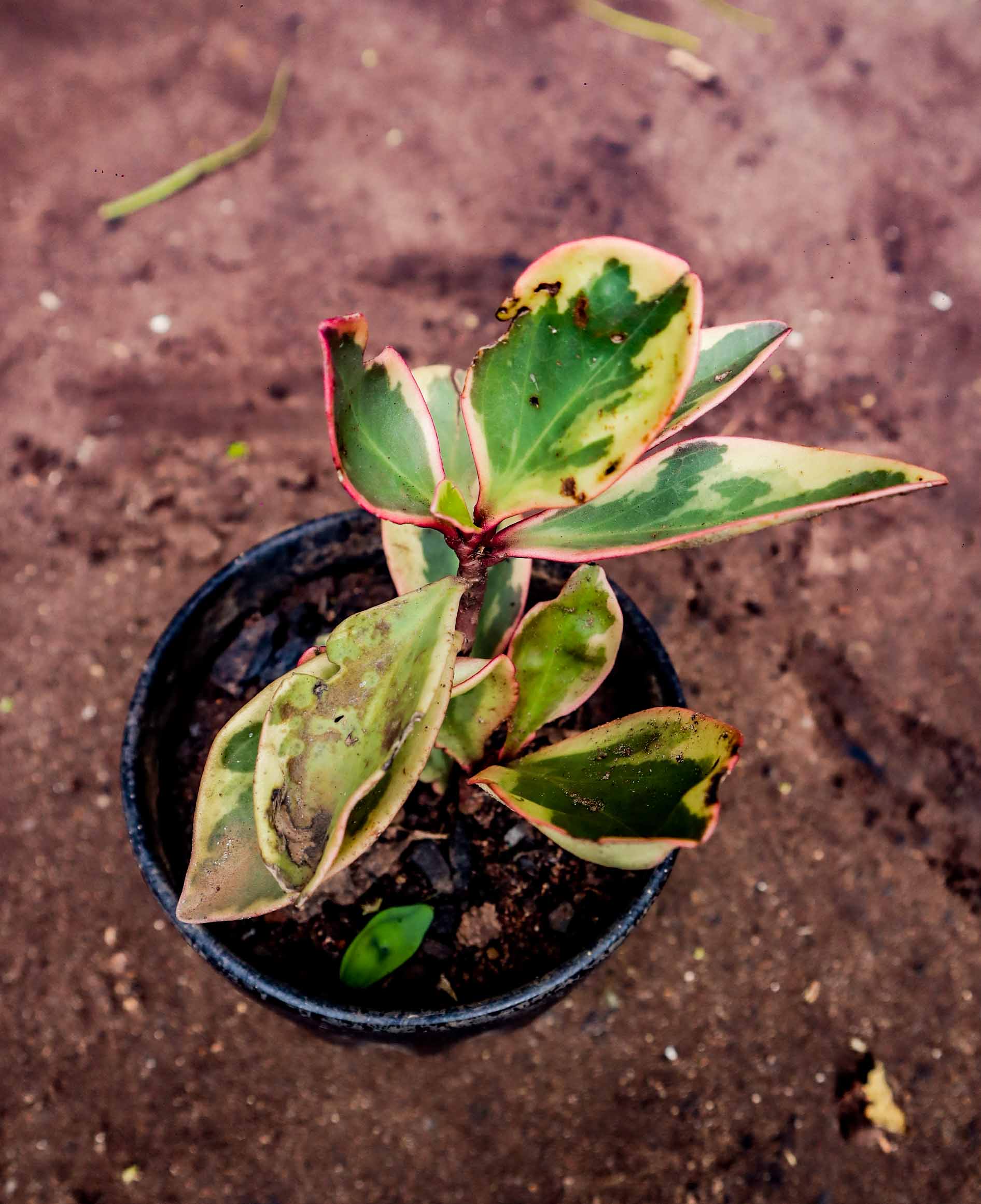 Variegated Peperomia Jelly Plant – Red Edge Indoor Plant