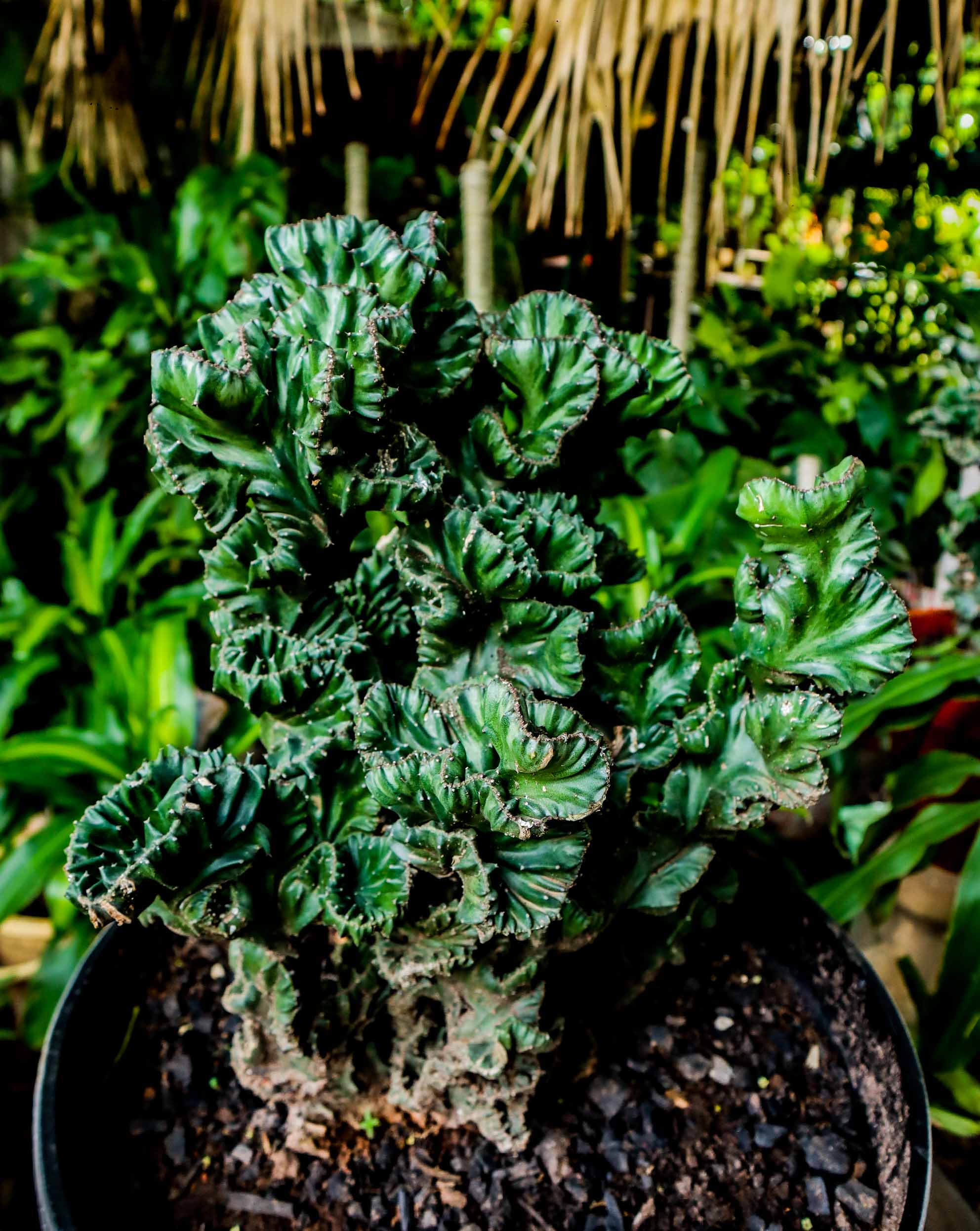 Crested Euphorbia Coral Cactus – Rare Succulent Plant