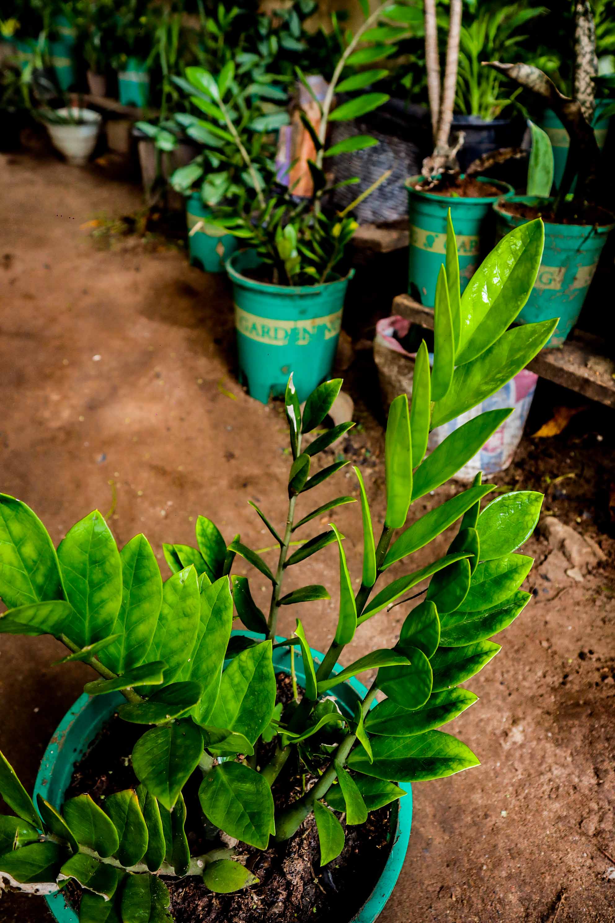 ZZ Plant – Low-Maintenance Indoor Plant