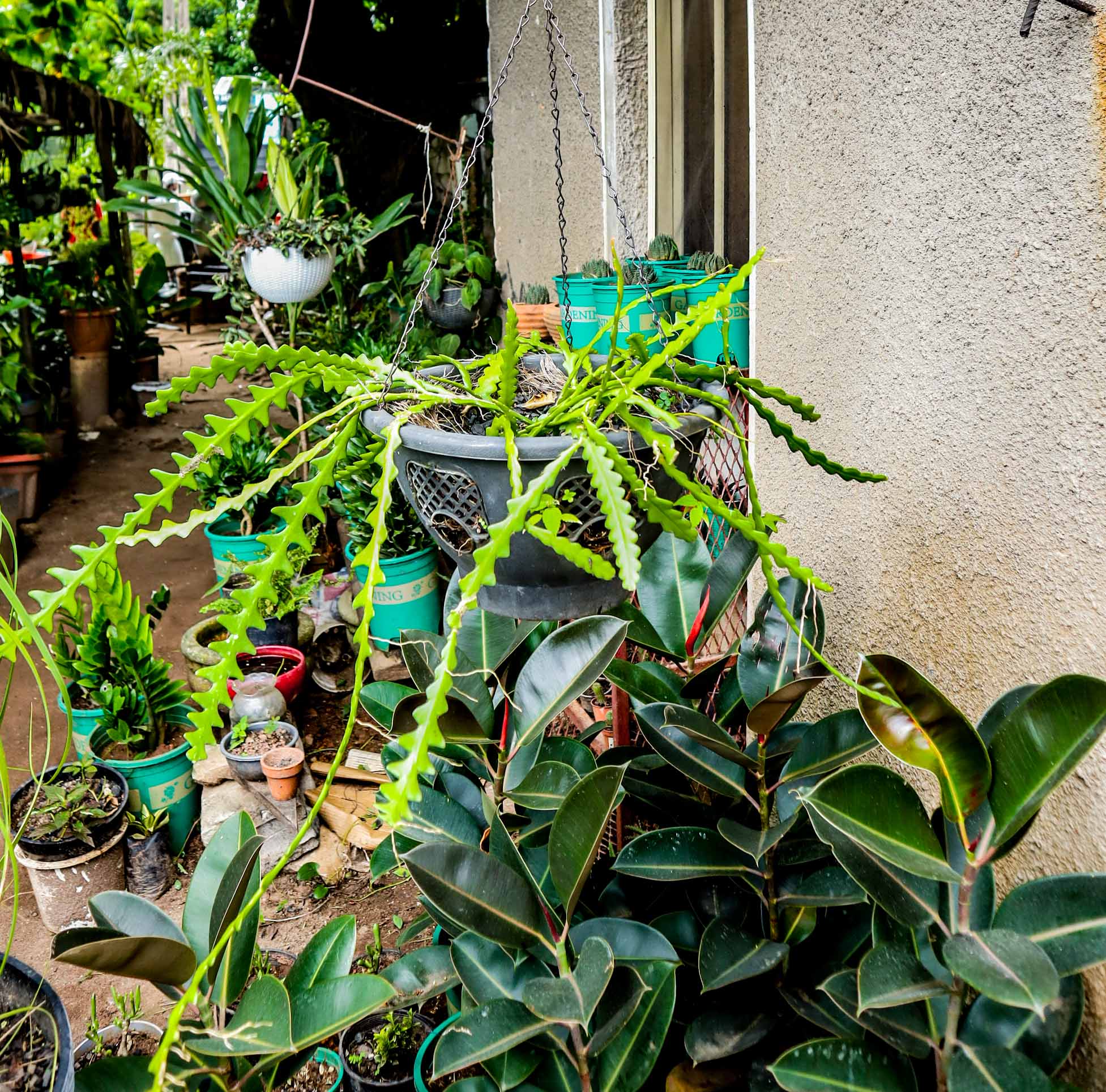 Fishbone Cactus – Hanging Zig Zag Cactus Plant