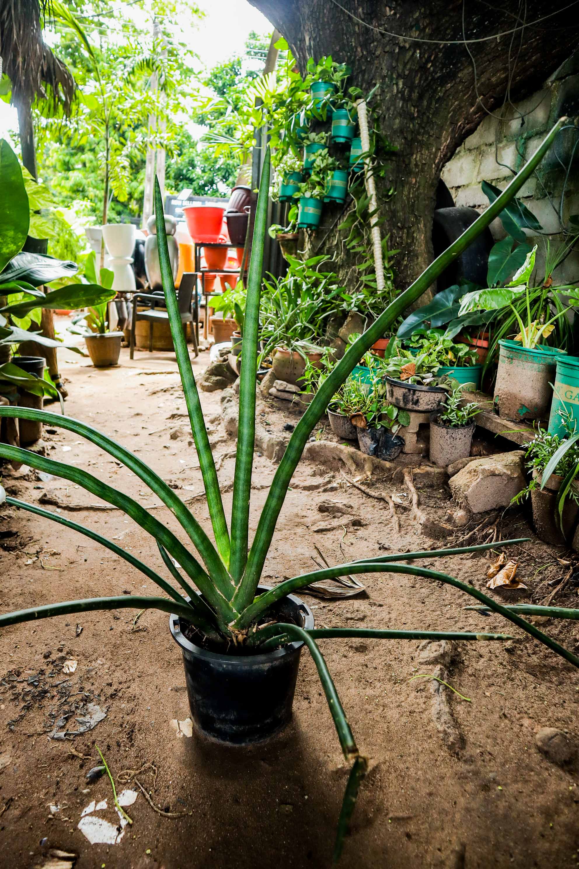 African Spear Plant – Cylindrical Snake Plant