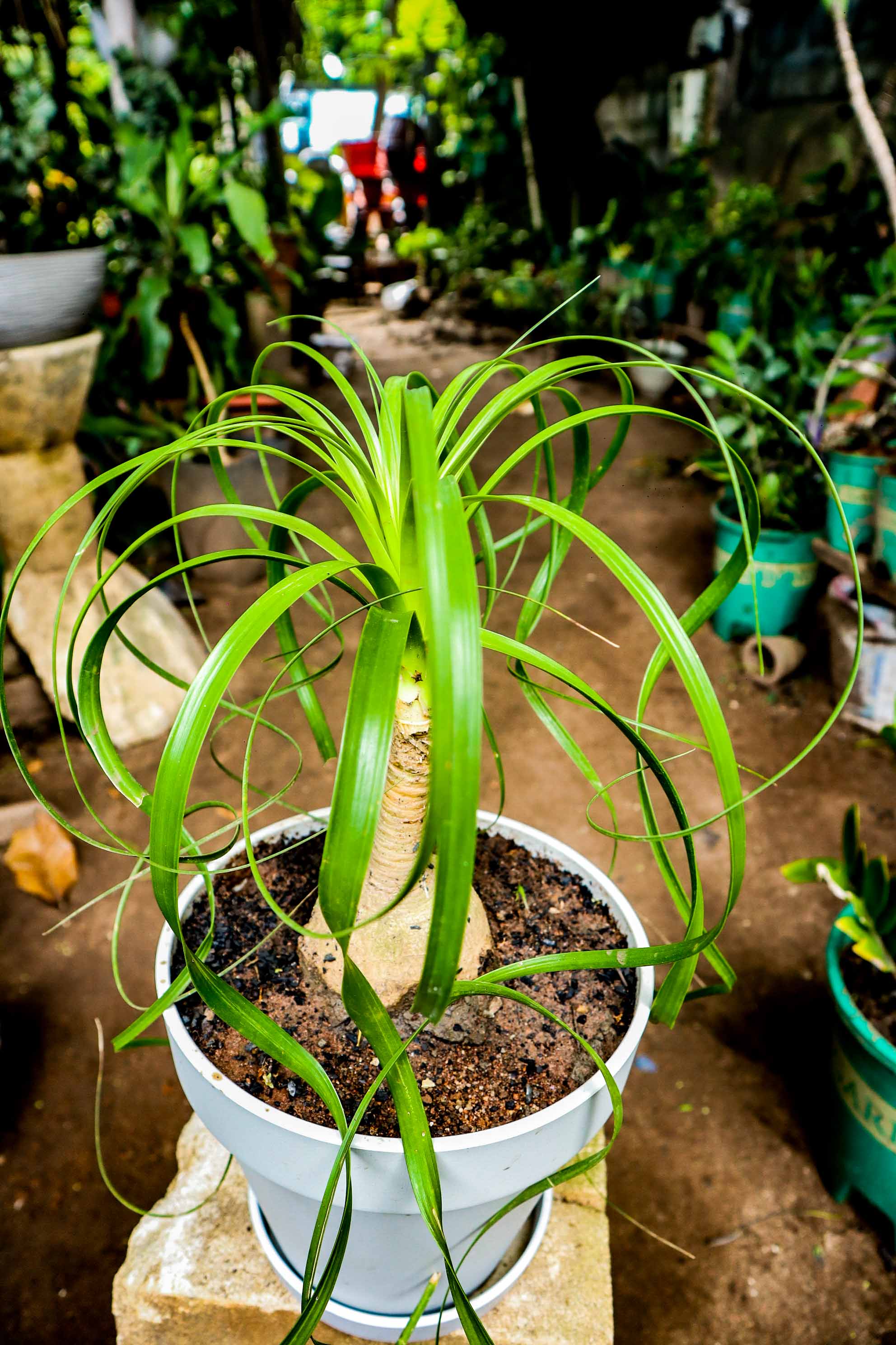Ponytail Palm – Elephant Foot Indoor Plant