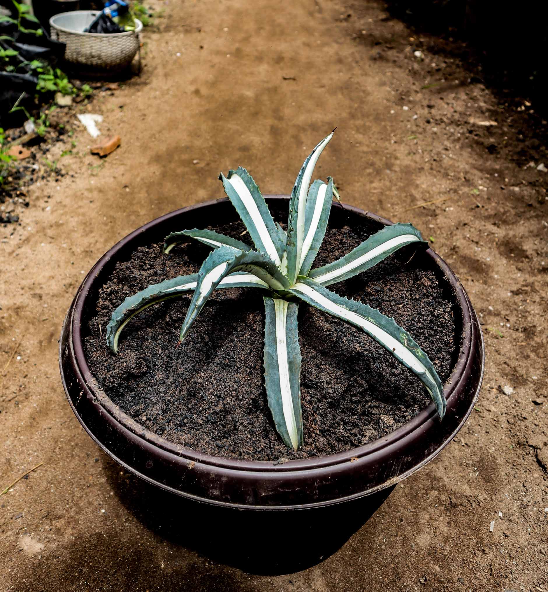 White-Striped Variegated Agave – Agave Americana Mediopicta Alba