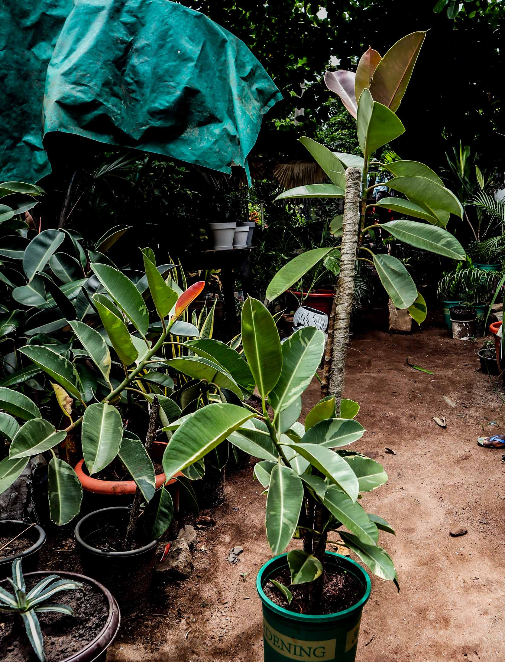 Variegated Rubber Plant – Ficus Elastica Tineke