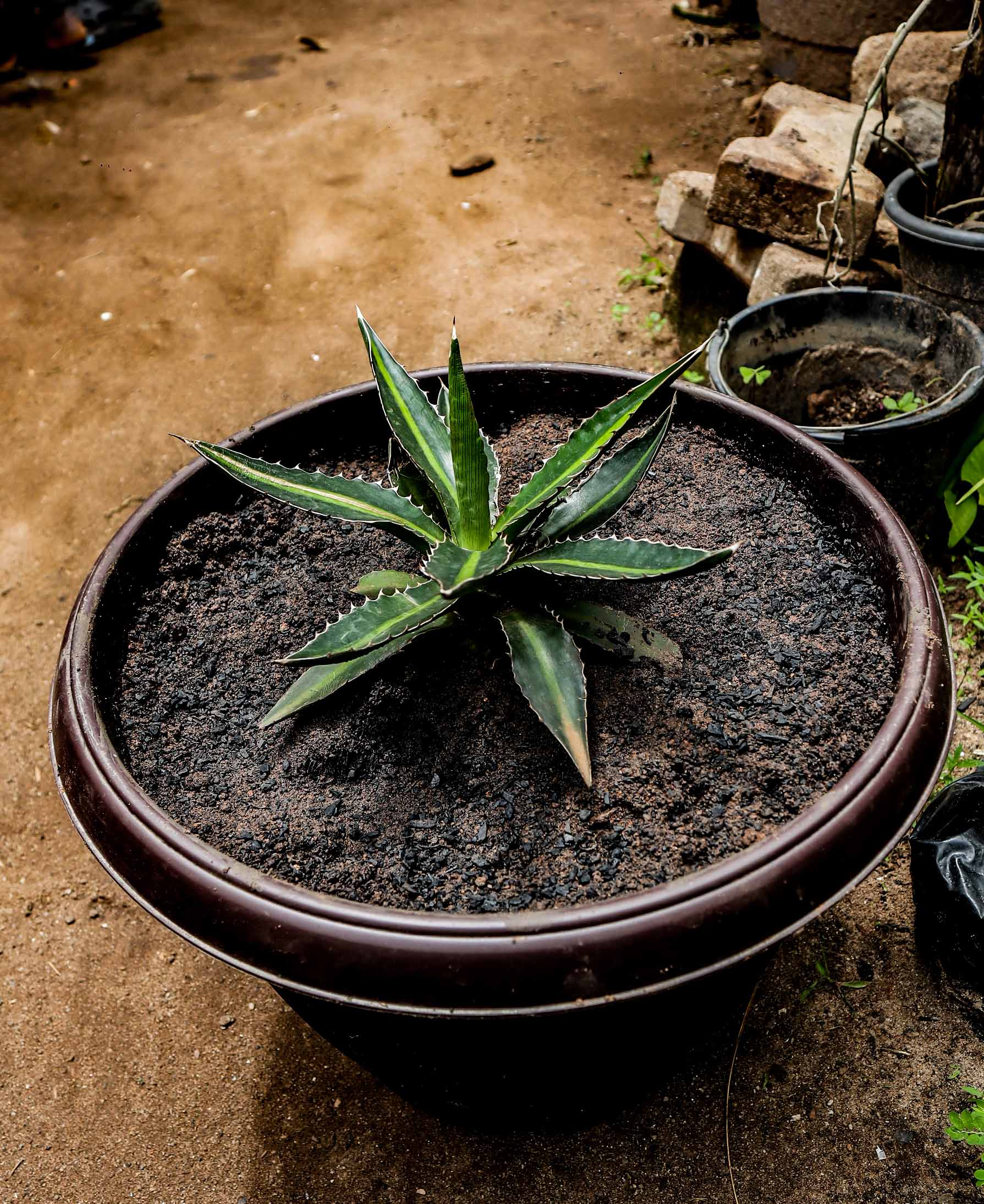 Variegated Dwarf Agave – Agave Lophantha Quadricolor