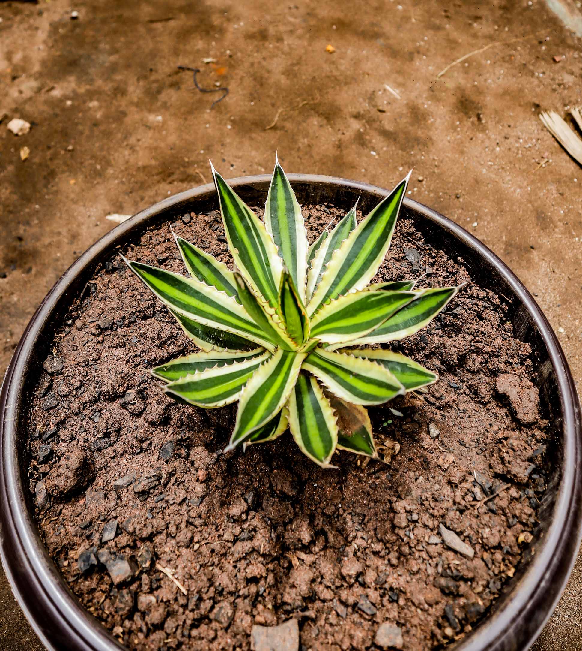 Quadricolor Variegated Agave – Compact Succulent Plant