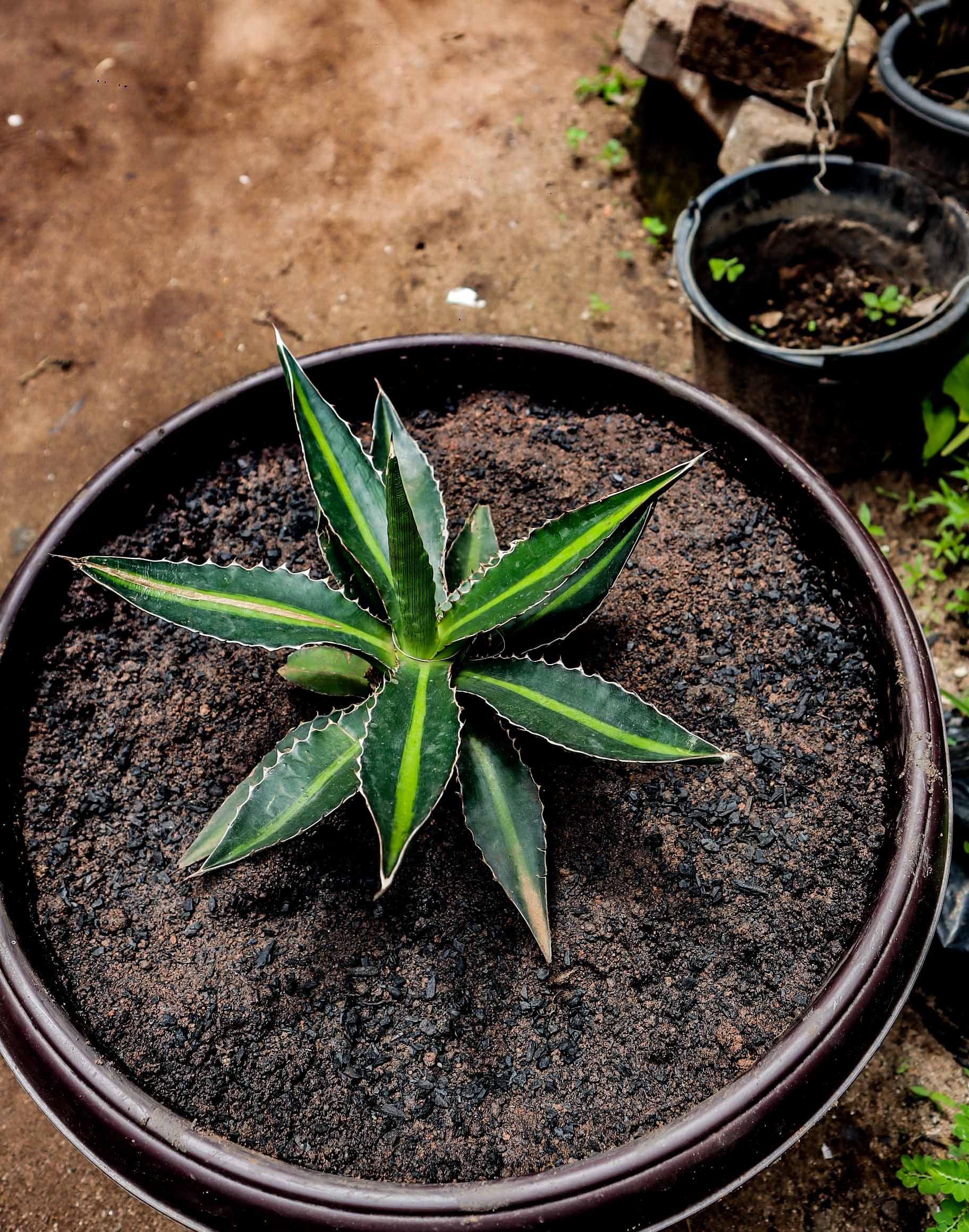 Variegated Dwarf Agave – Agave Lophantha Quadricolor
