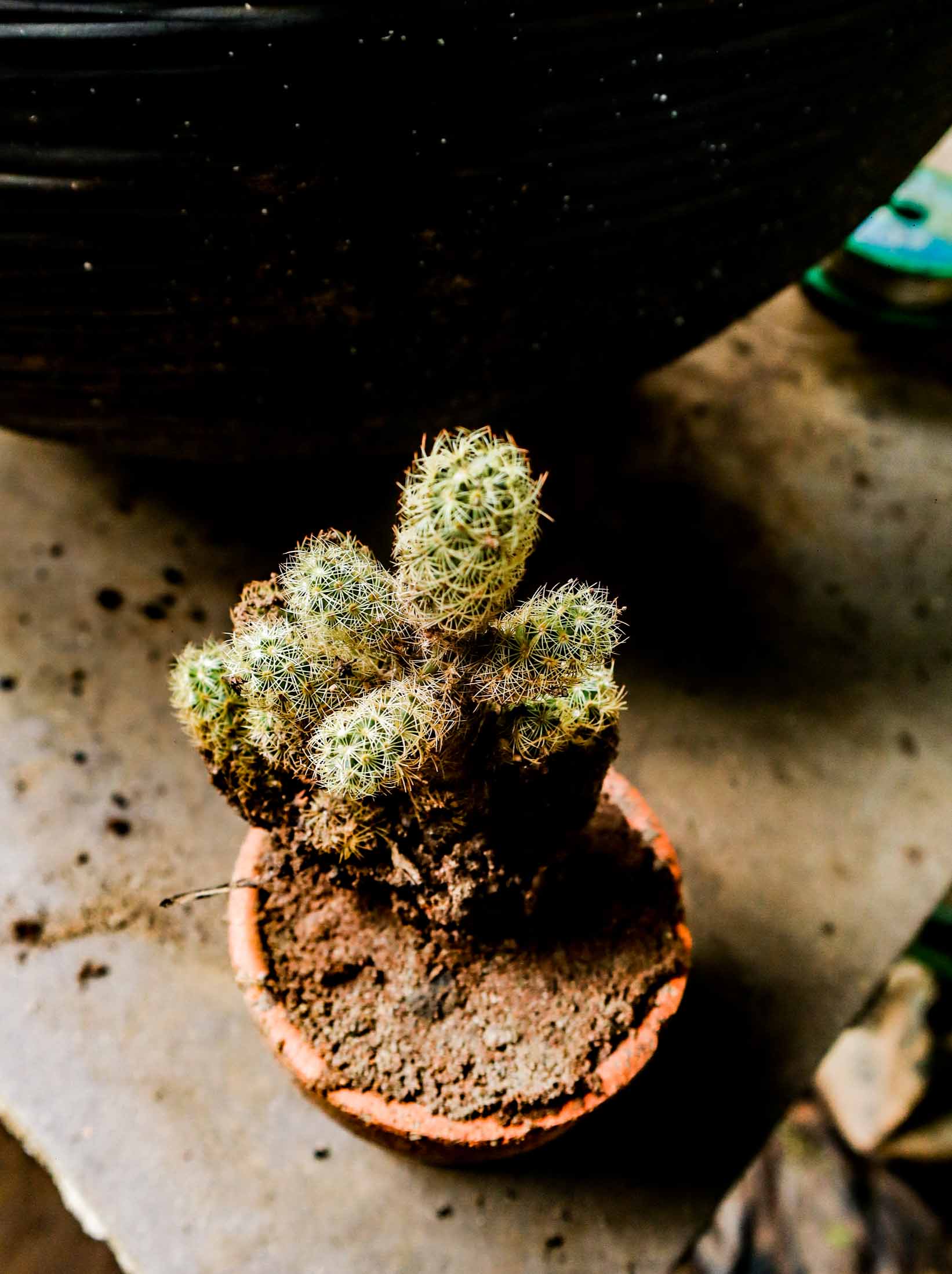 Ladyfinger Cactus – Mini Mammillaria Cactus Plant