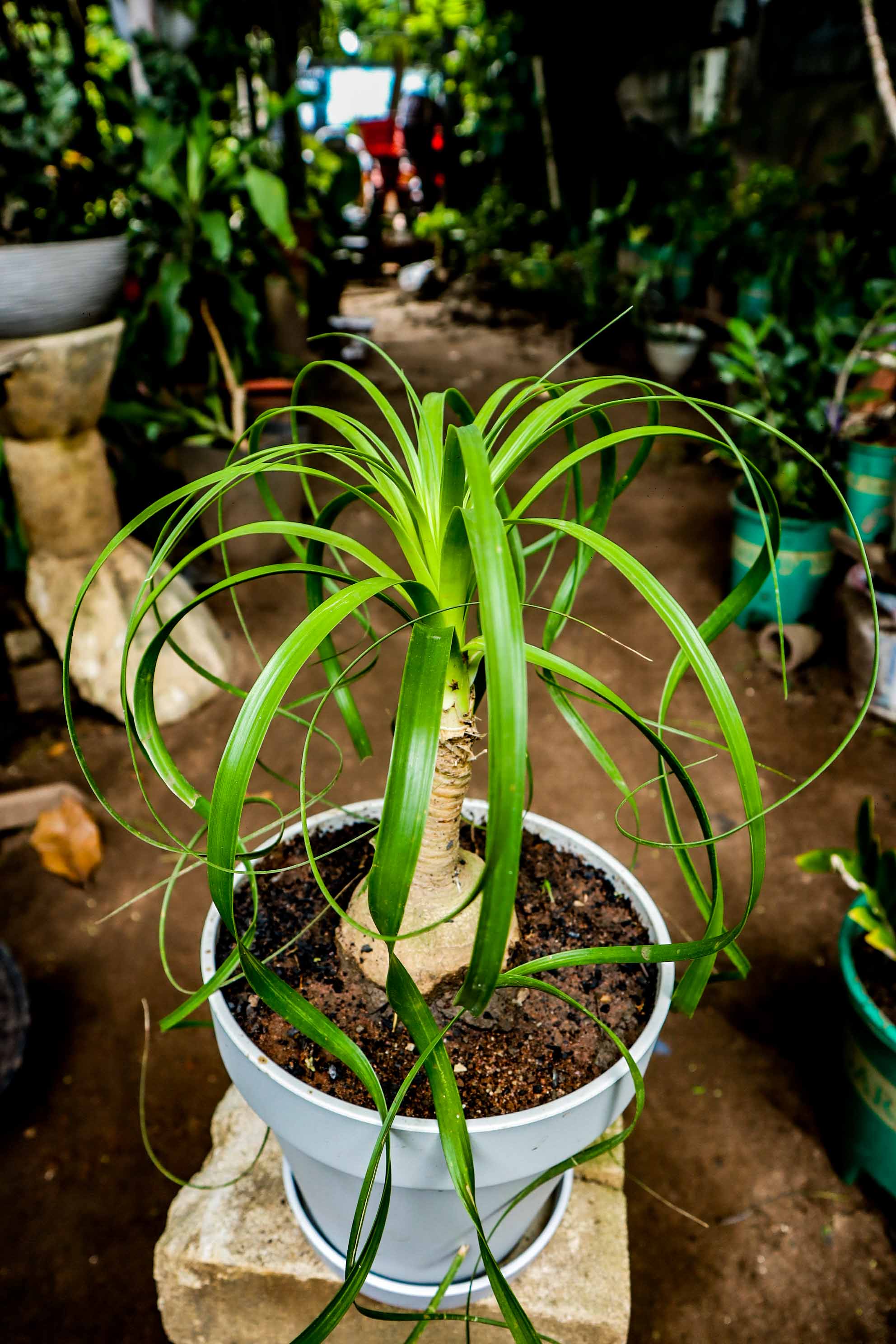 Ponytail Palm – Elephant Foot Indoor Plant