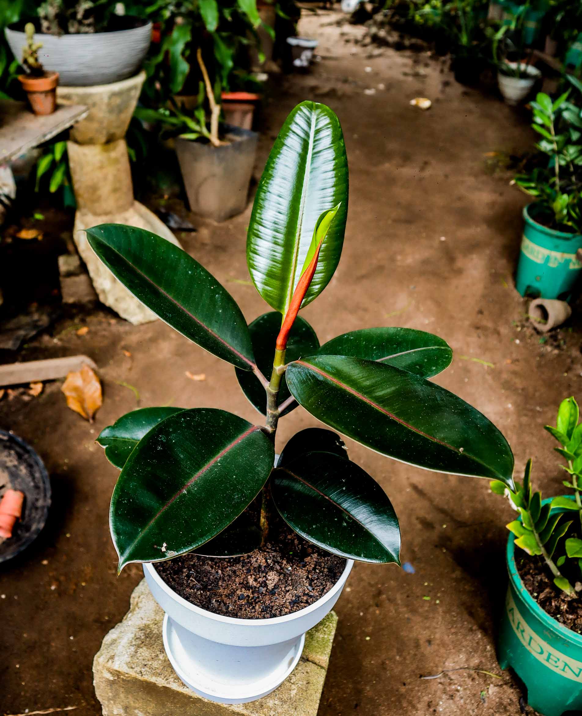 Burgundy Rubber Plant – Dark Leaf Ficus Elastica Indoor Plant