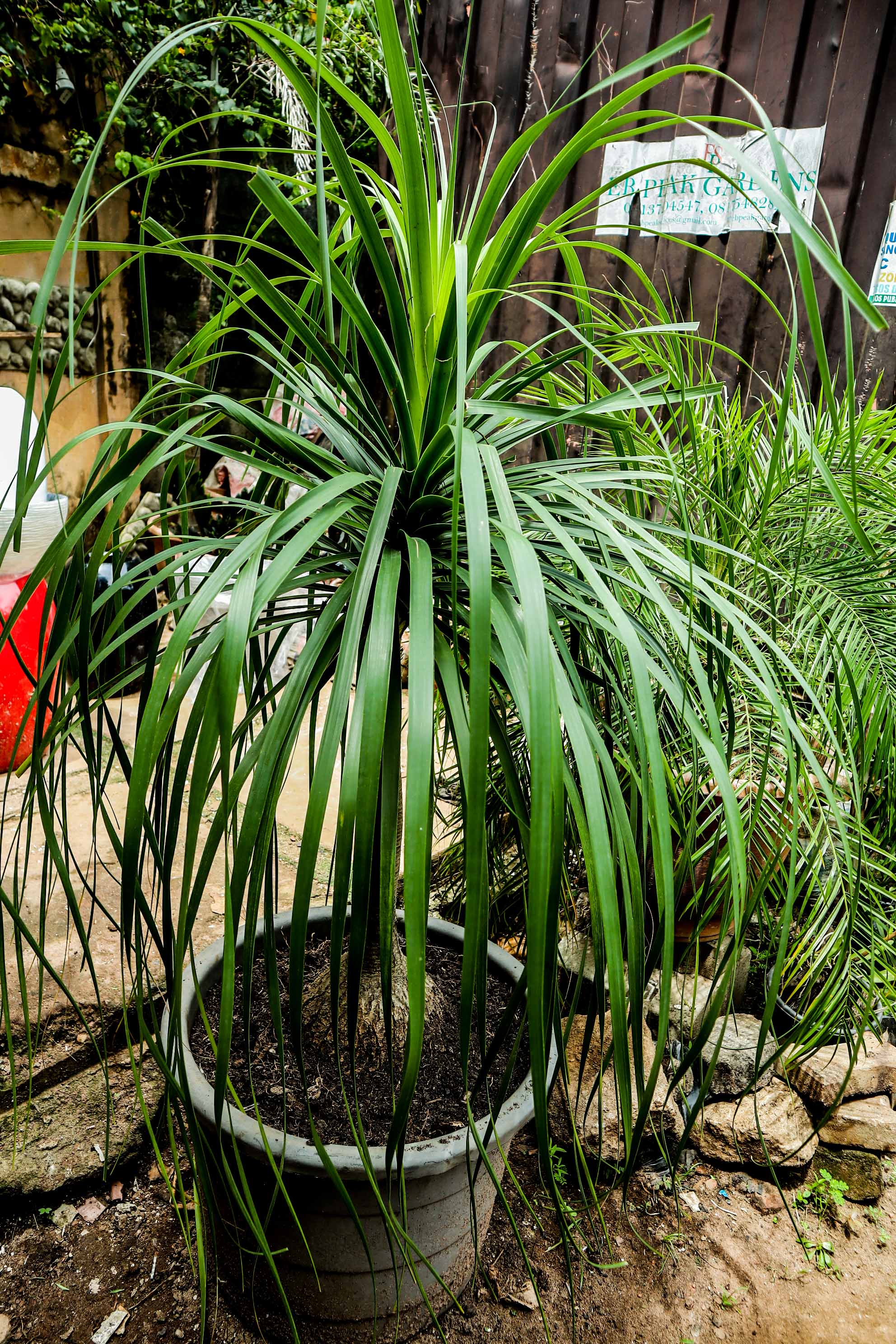 Ponytail Palm – Beaucarnea Recurvata Ornamental Plant