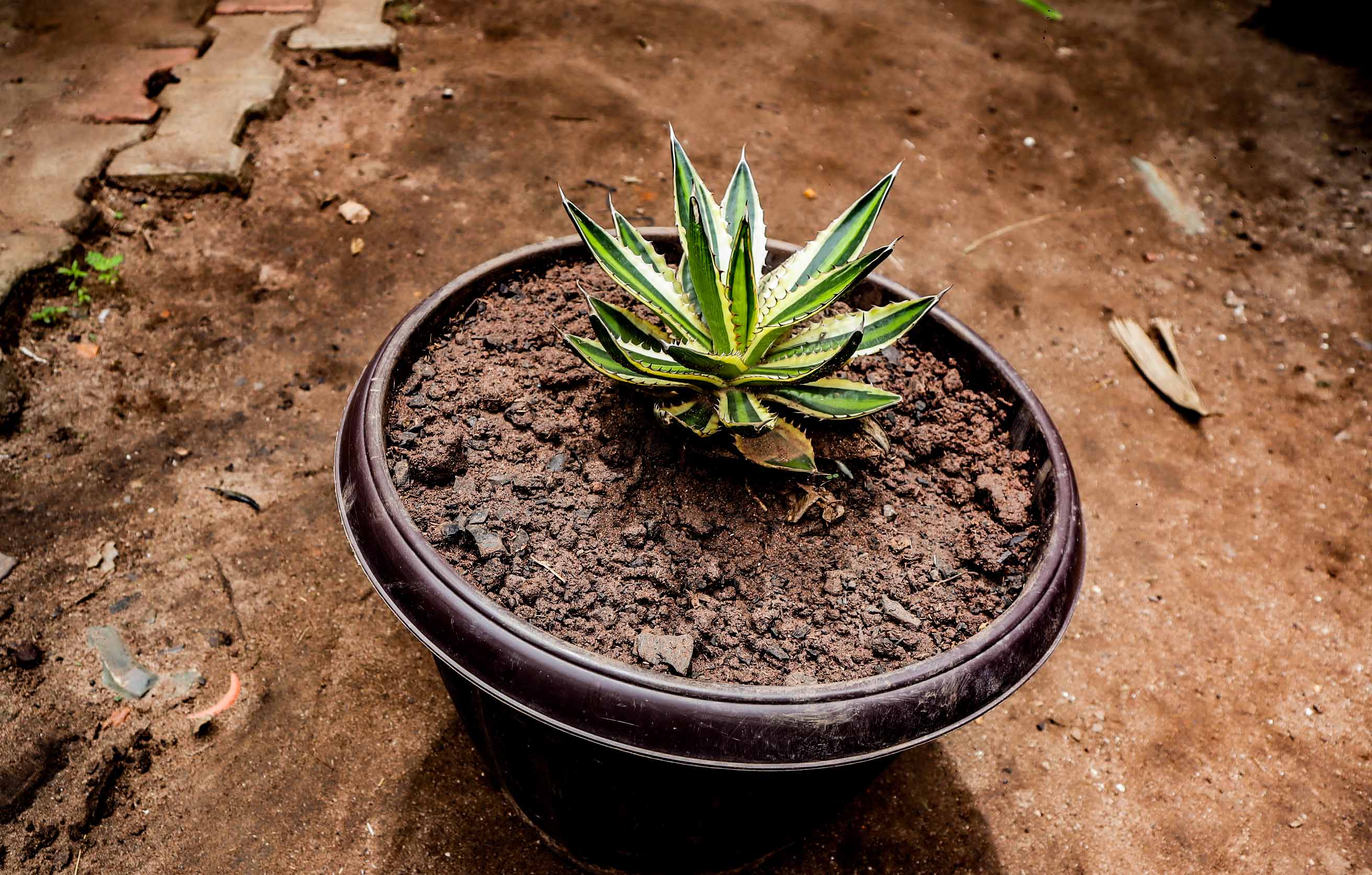 Quadricolor Variegated Agave – Compact Succulent Plant