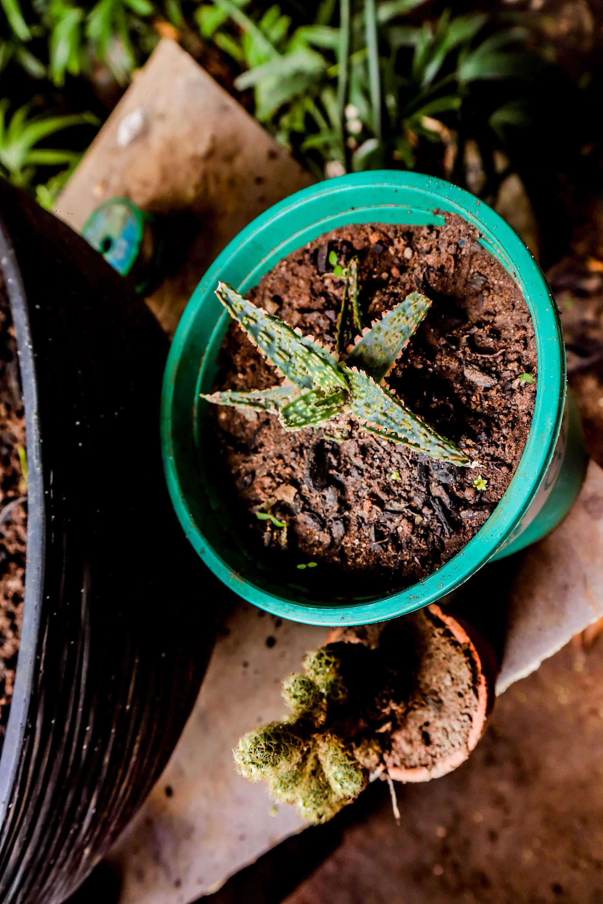 Mini Aloe Succulent Plant – Ornamental Lace Aloe
