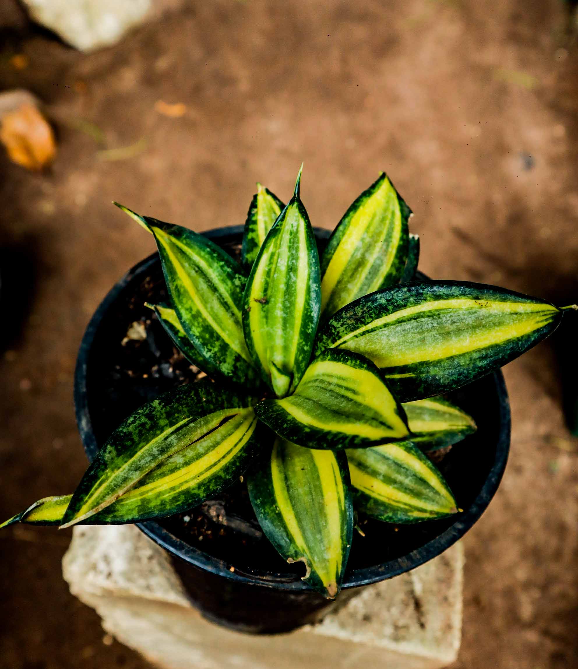 Golden Bird’s Nest Snake Plant – Compact Dwarf Sansevieria
