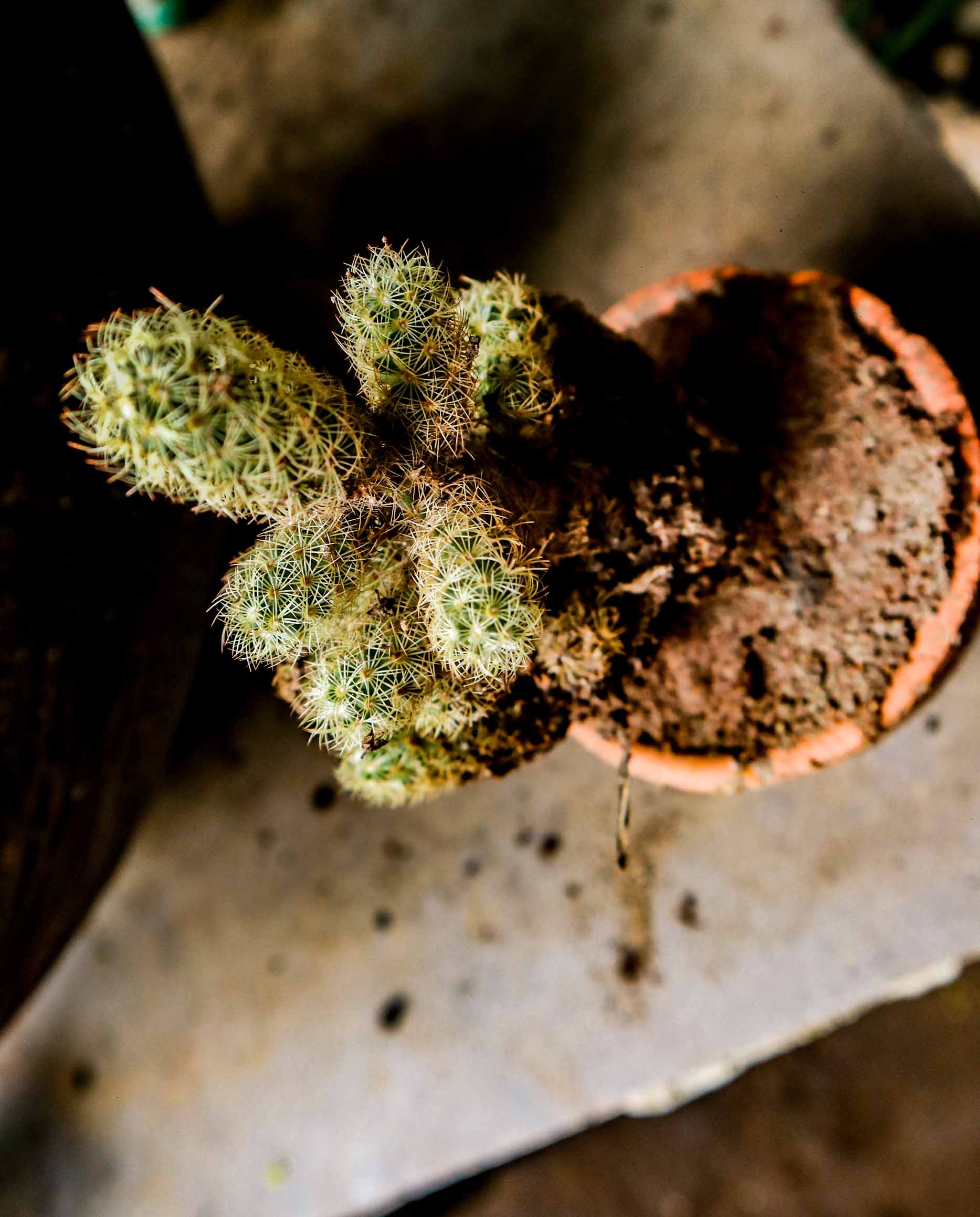 Ladyfinger Cactus – Mini Mammillaria Cactus Plant