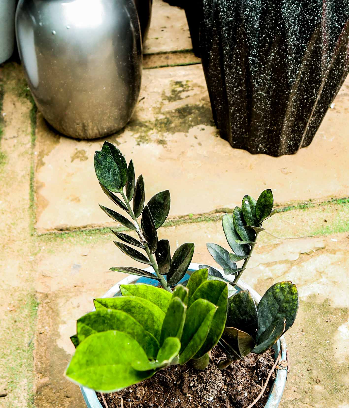 Raven ZZ Plant – Black ZZ Indoor Plant