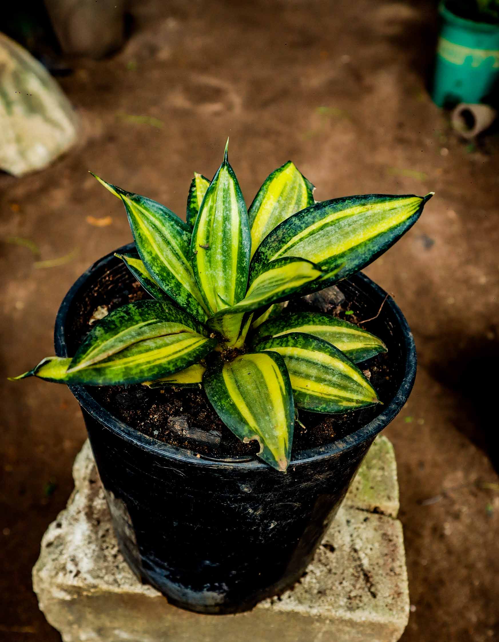 Golden Bird’s Nest Snake Plant – Compact Dwarf Sansevieria