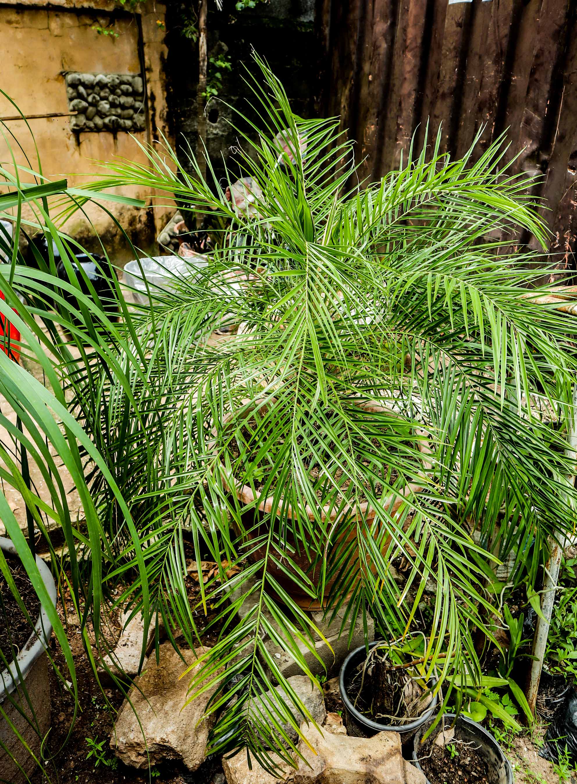 Areca Palm – Golden Cane Indoor & Outdoor Palm Plant