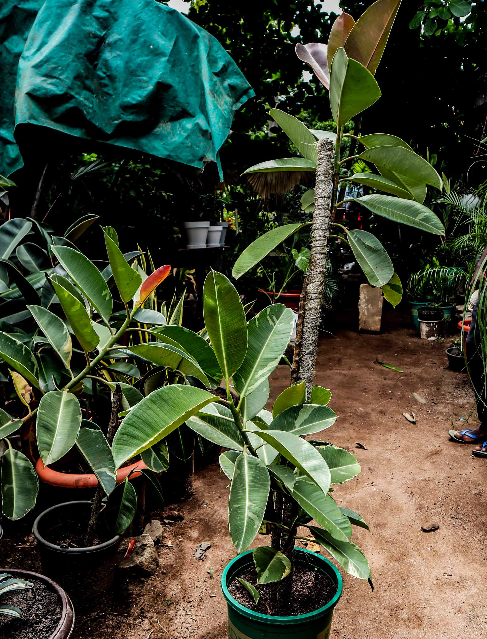 Variegated Rubber Plant – Ficus Elastica Tineke