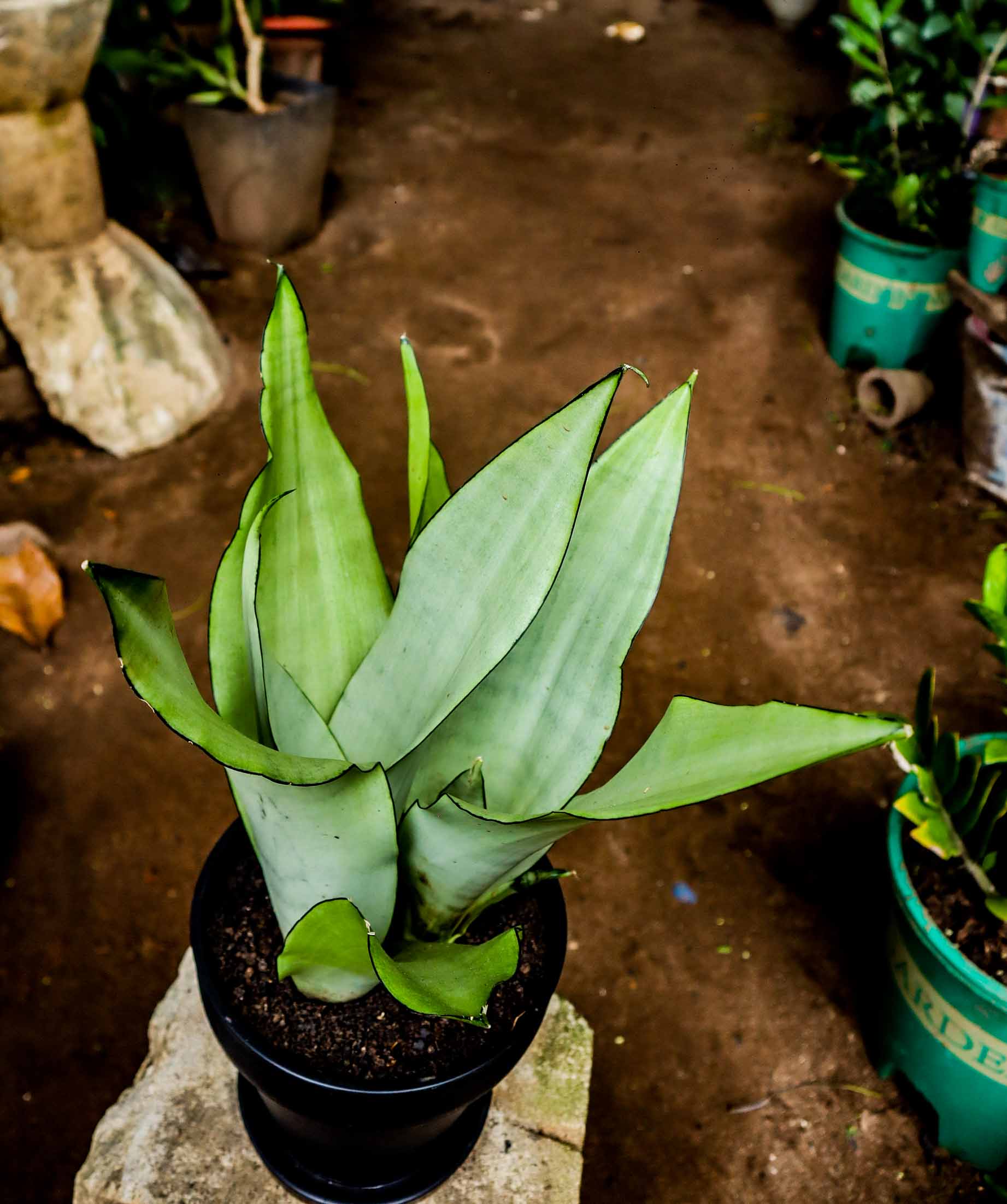 Live Moonshine Snake Plant