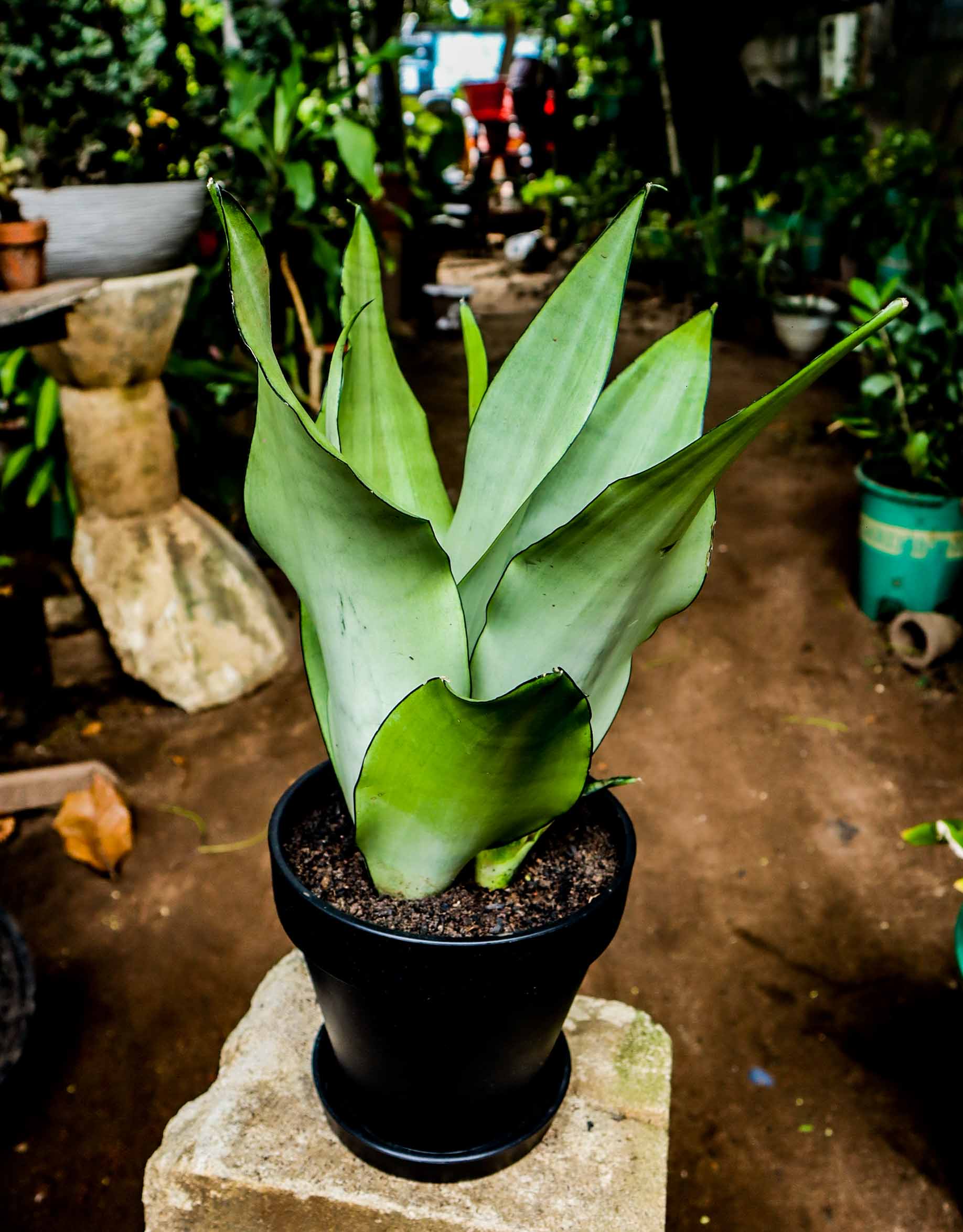 Live Moonshine Snake Plant