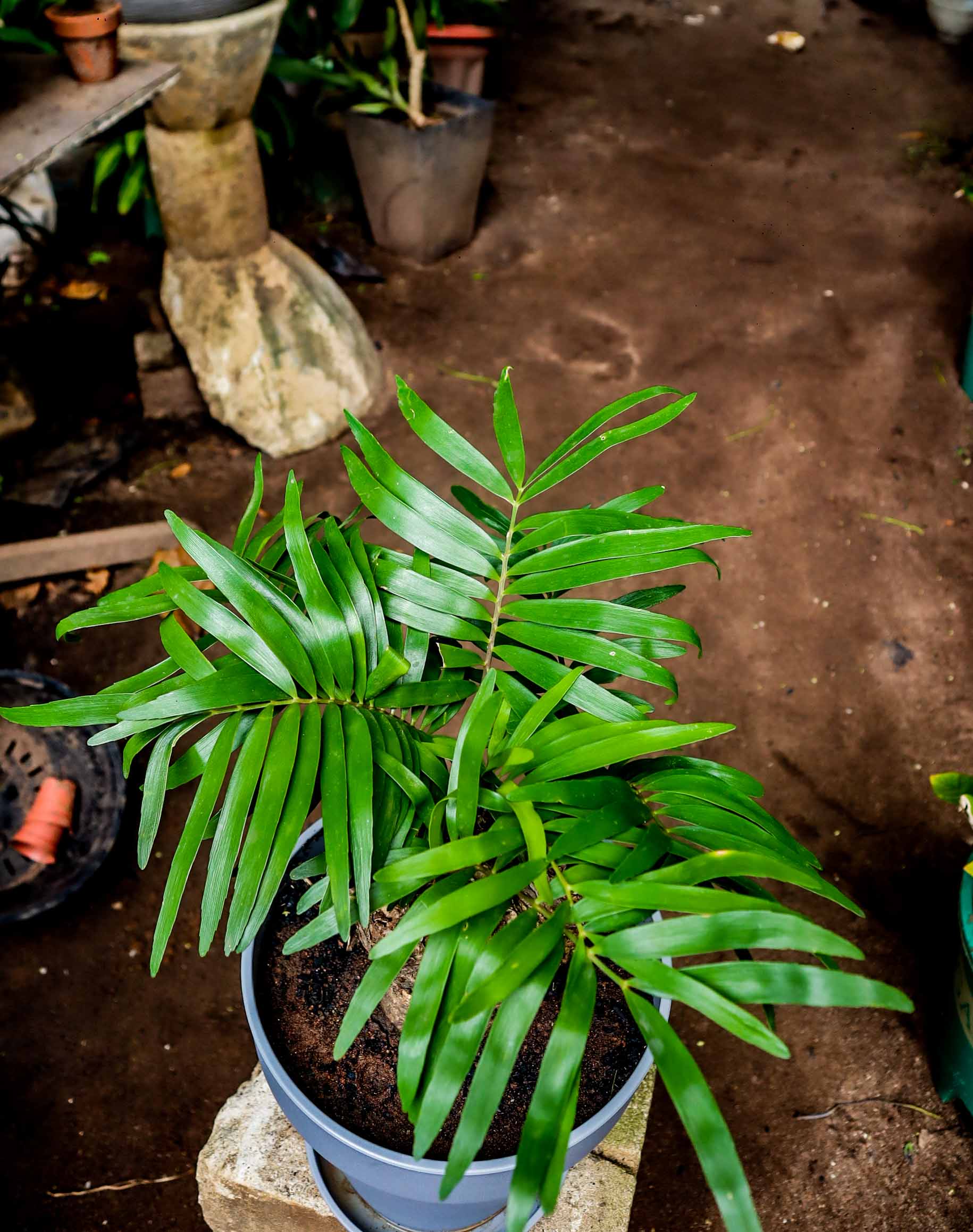 Sago Palm – Cycas Revoluta Ornamental Plant